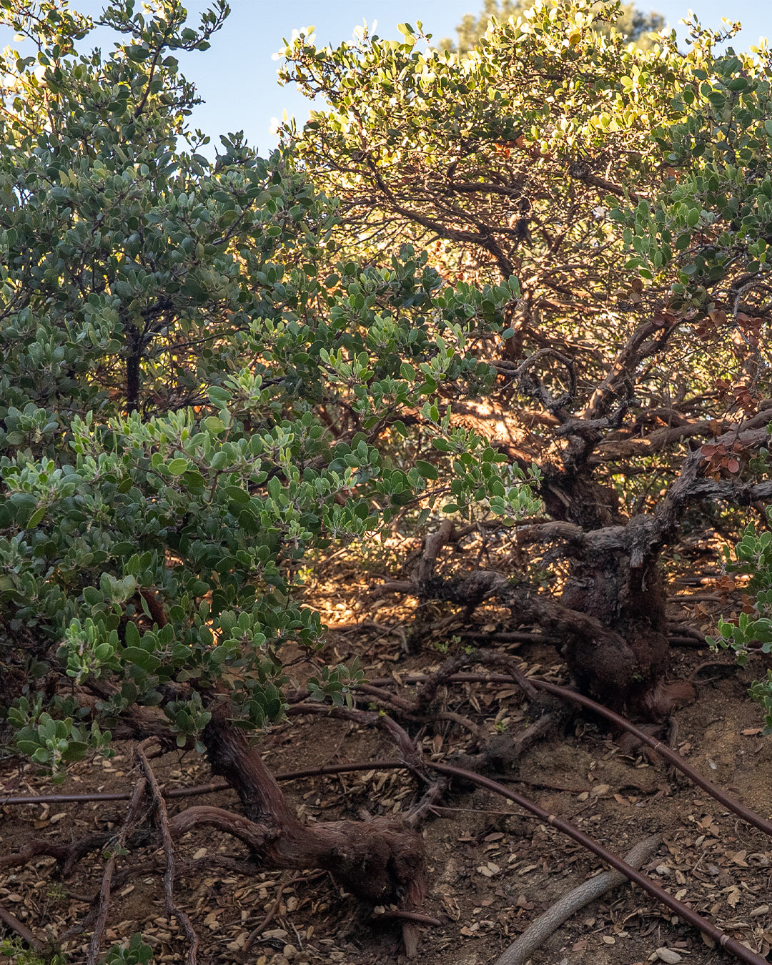 Arctostaphylos rudis 'Vandenberg' - Vandenberg Sand Mesa Manzanita (Plant)