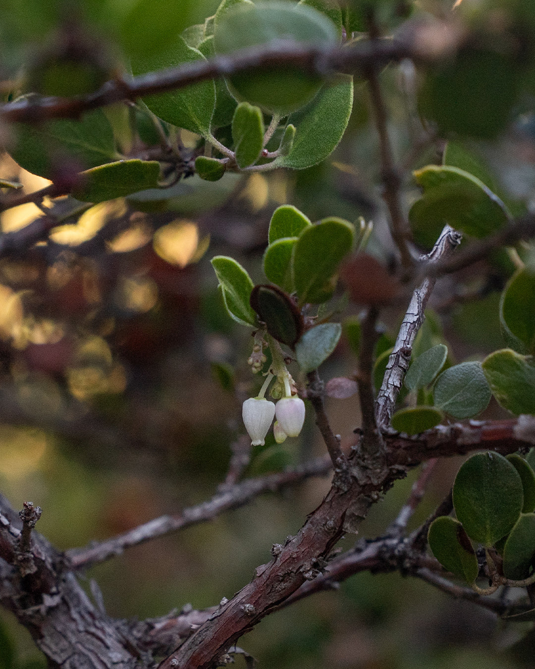 Arctostaphylos rudis 'Vandenberg' - Vandenberg Sand Mesa Manzanita (Plant)