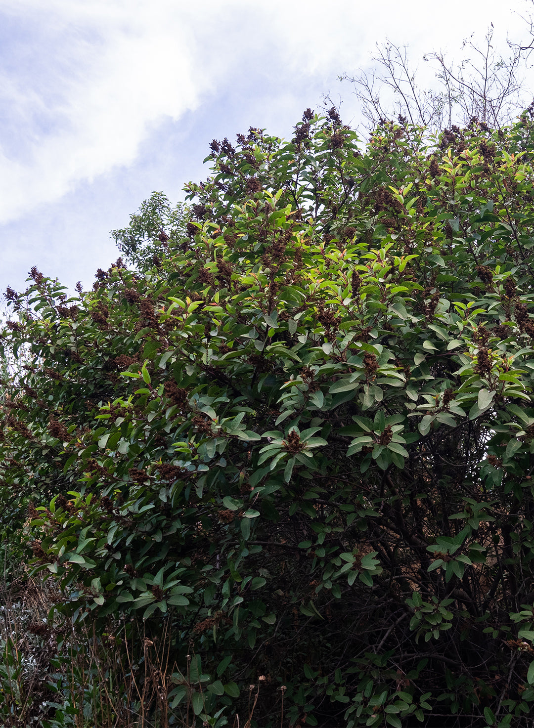 Malosma laurina - Laurel Sumac (Plant)