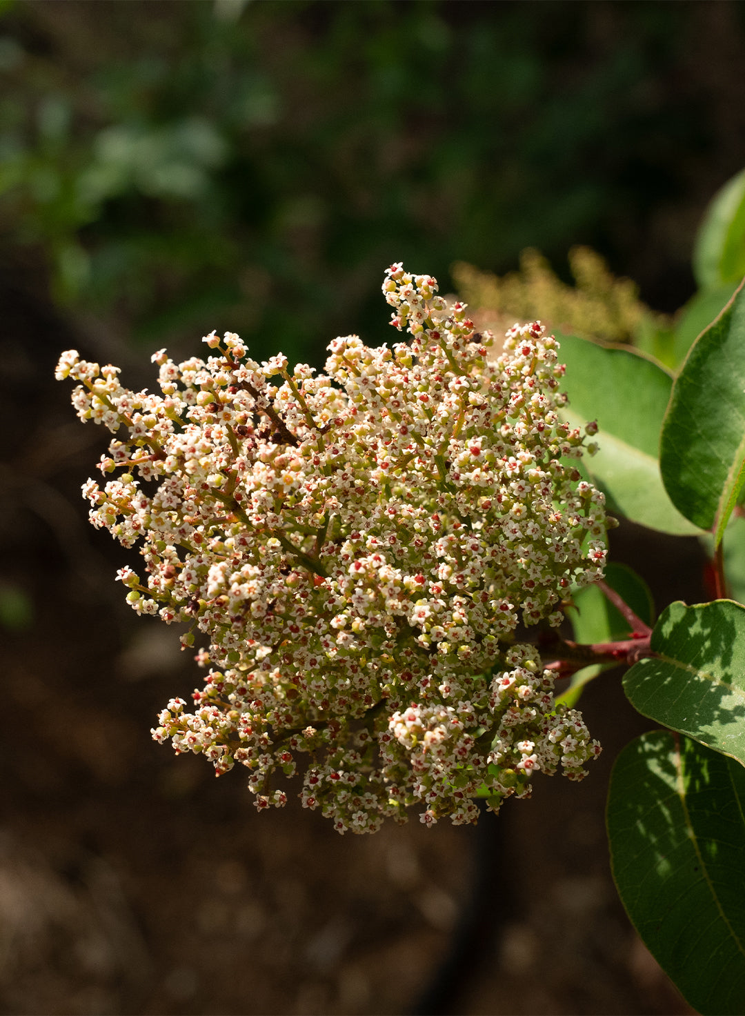 Malosma laurina - Laurel Sumac (Plant)