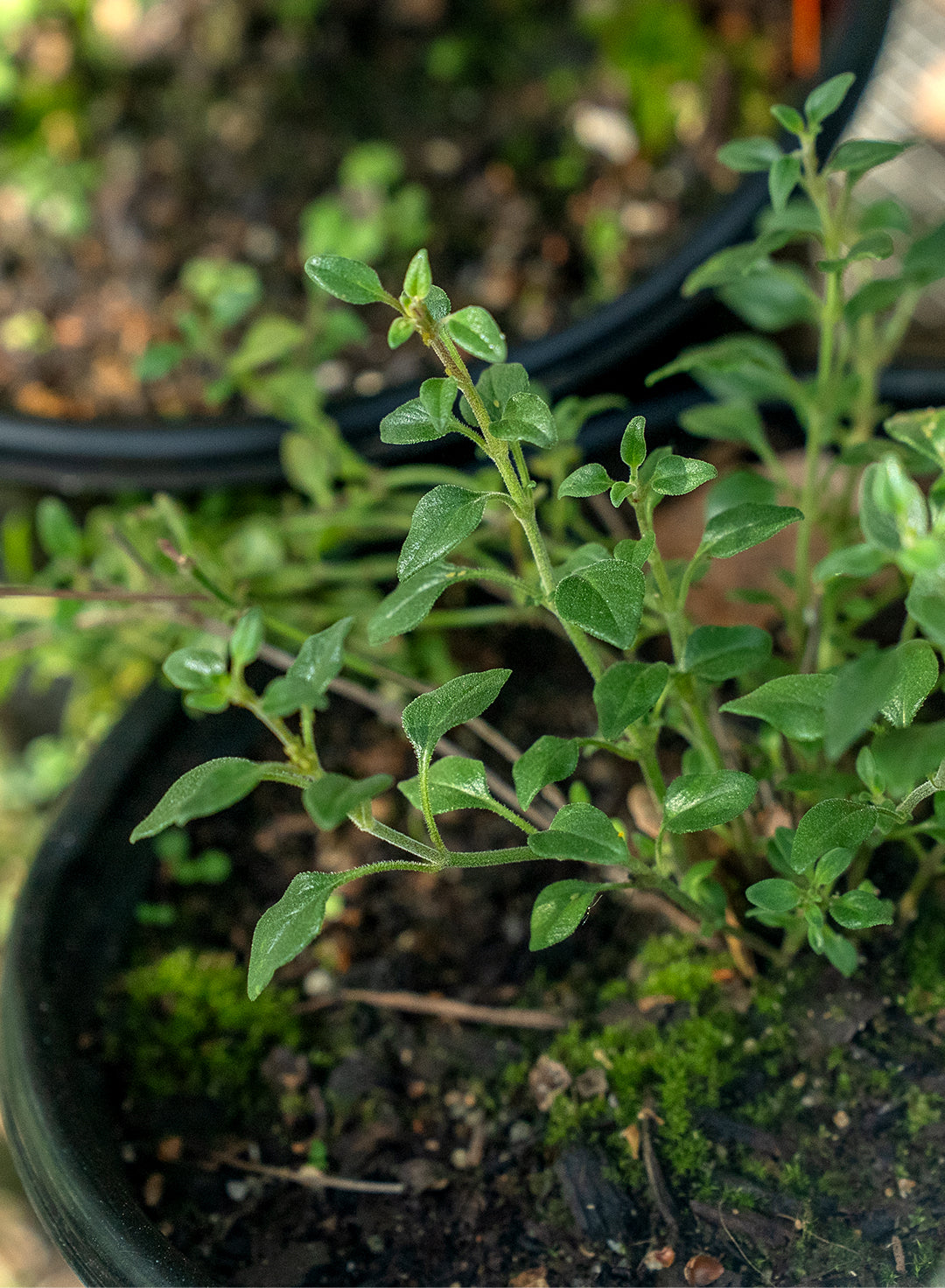 Monardella macrantha 'Marian Sampson' - Marian Sampson Hummingbird Monardella (Plant)