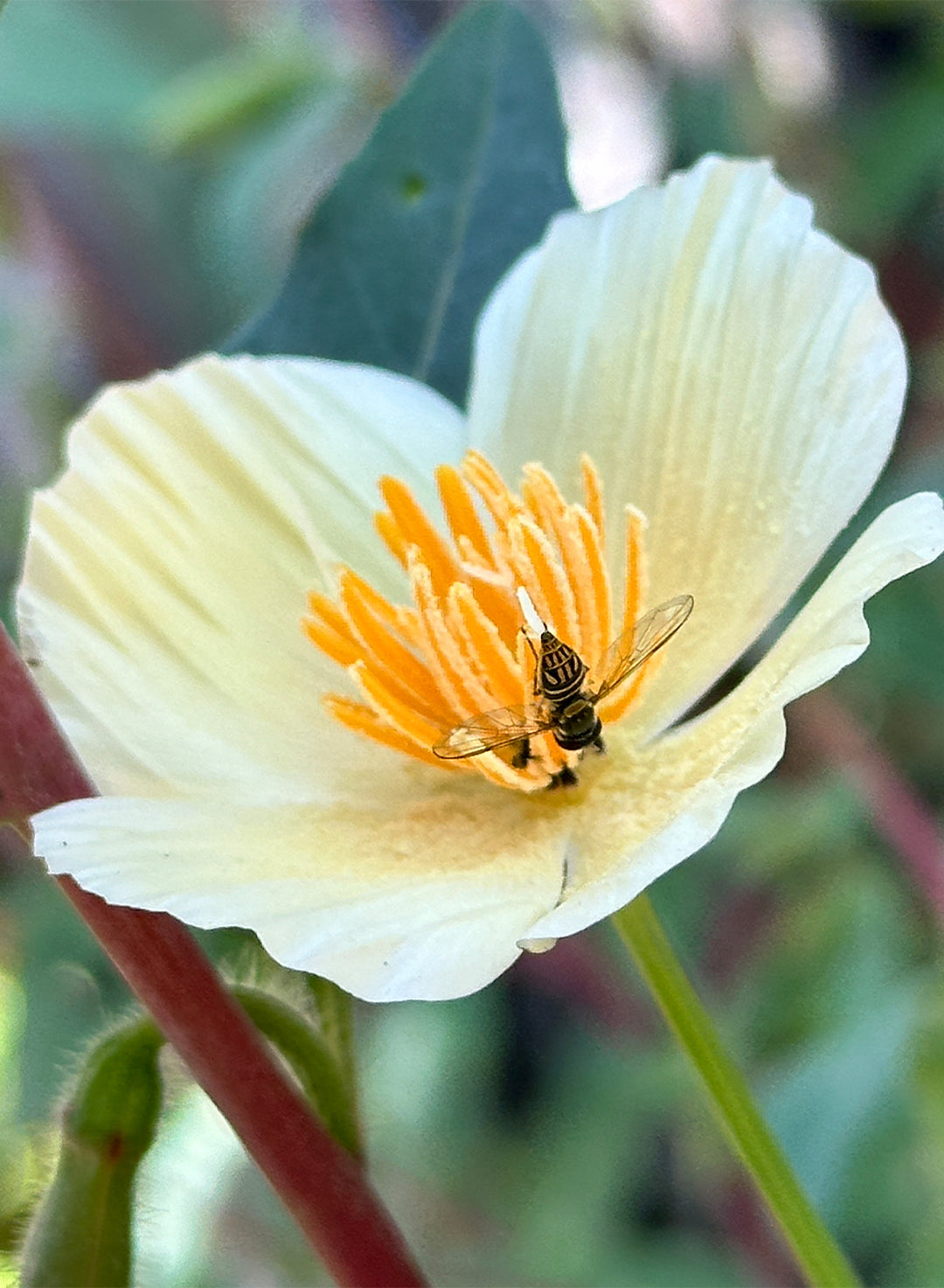 Eschscholzia californica 'Moonglow' - Moonglow California Poppy (Seed)