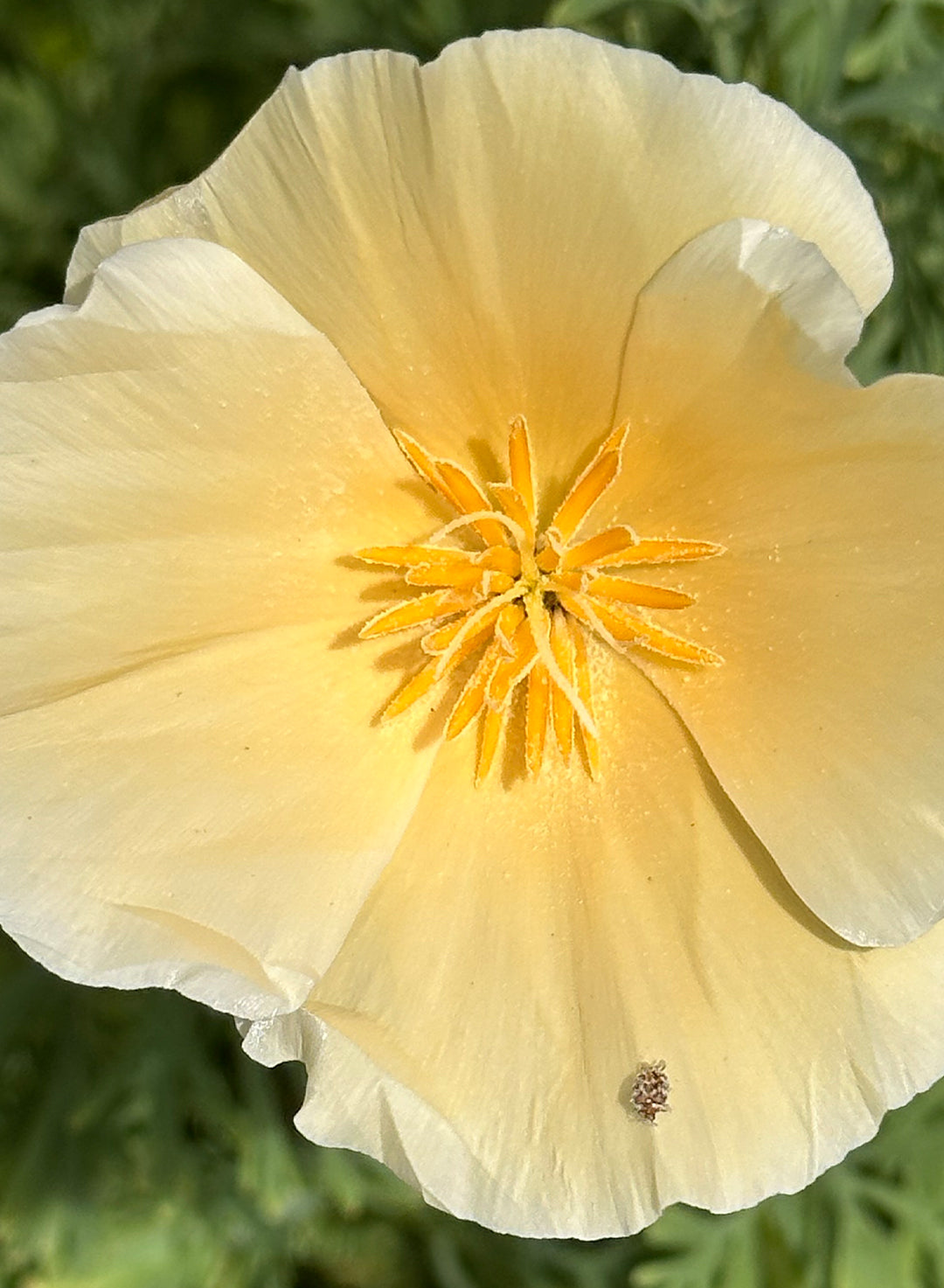Eschscholzia californica 'Moonglow' - Moonglow California Poppy (Seed)