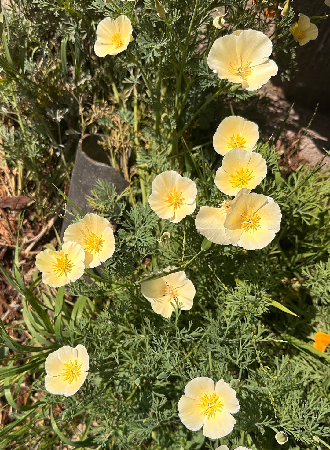 Eschscholzia californica 'Moonglow' - Moonglow California Poppy (Seed)