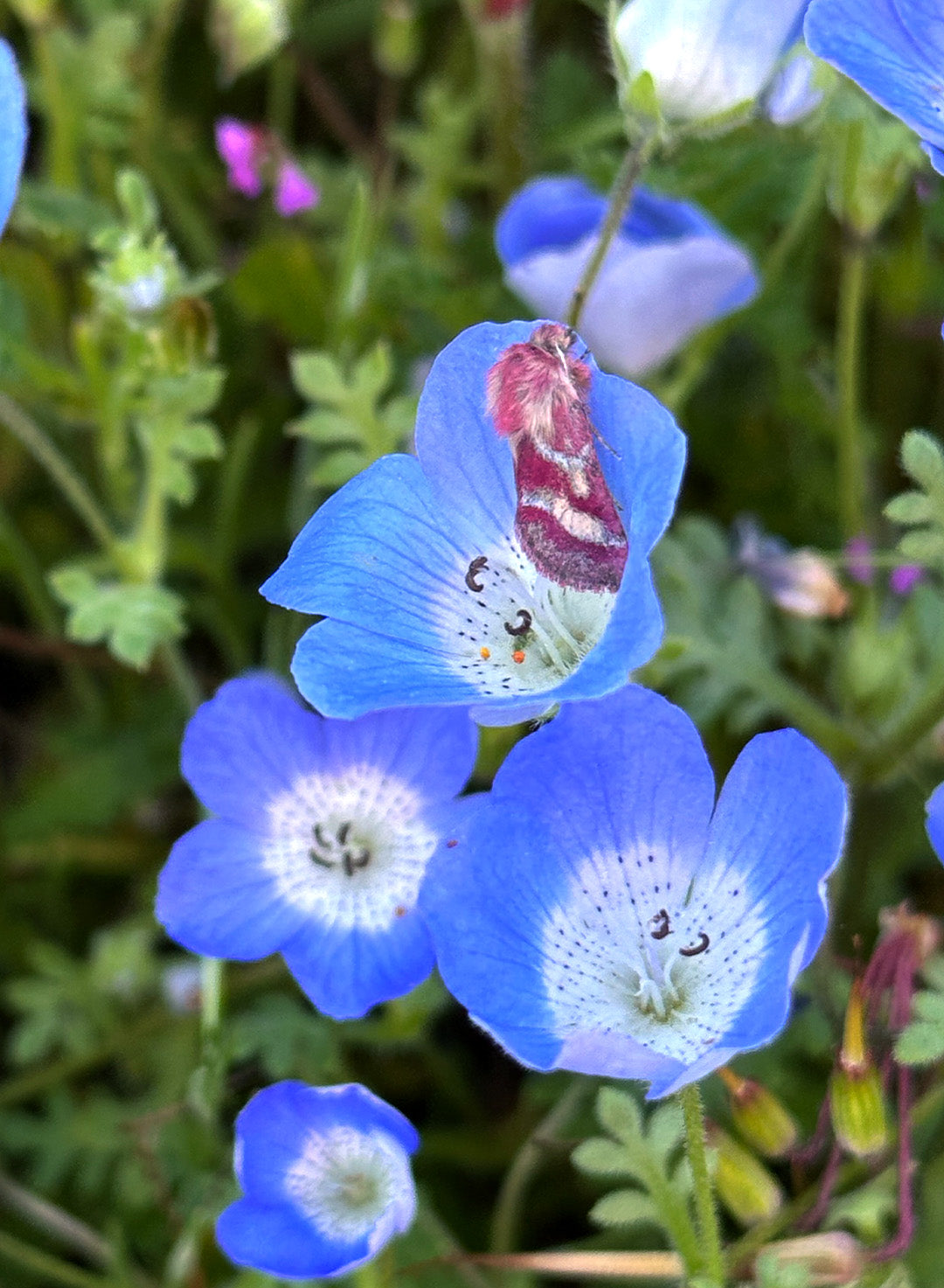 Nemophila menziesii - Baby Blue Eyes (Plant)