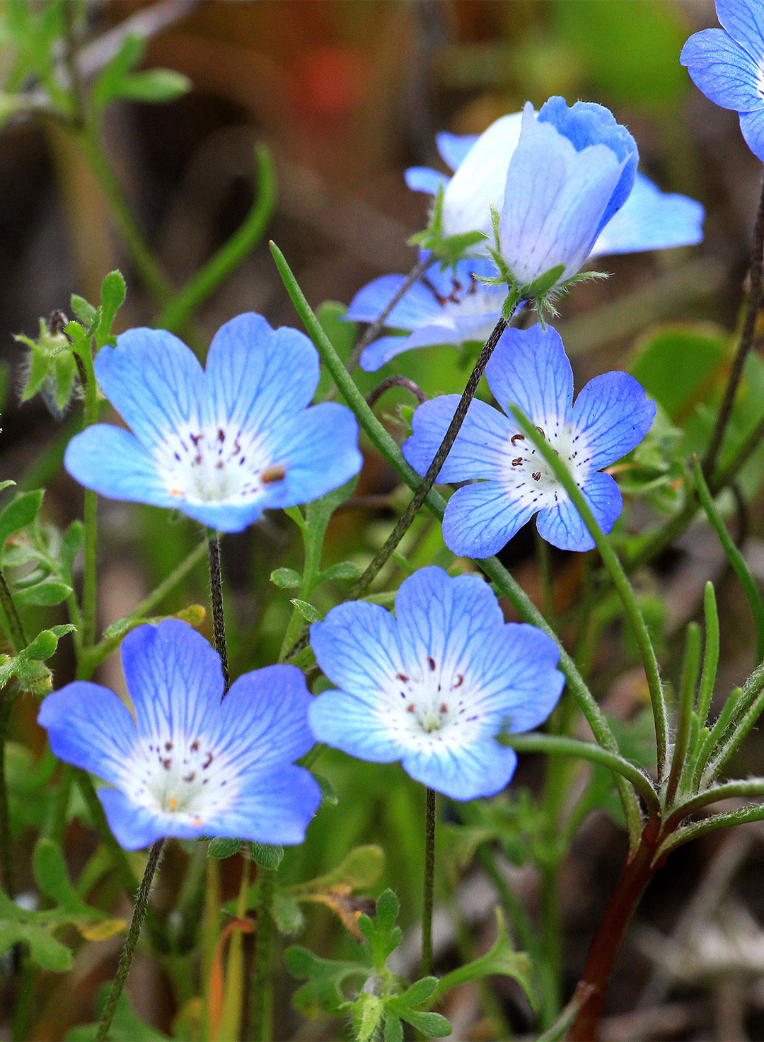 Nemophila menziesii - Baby Blue Eyes (Plant)