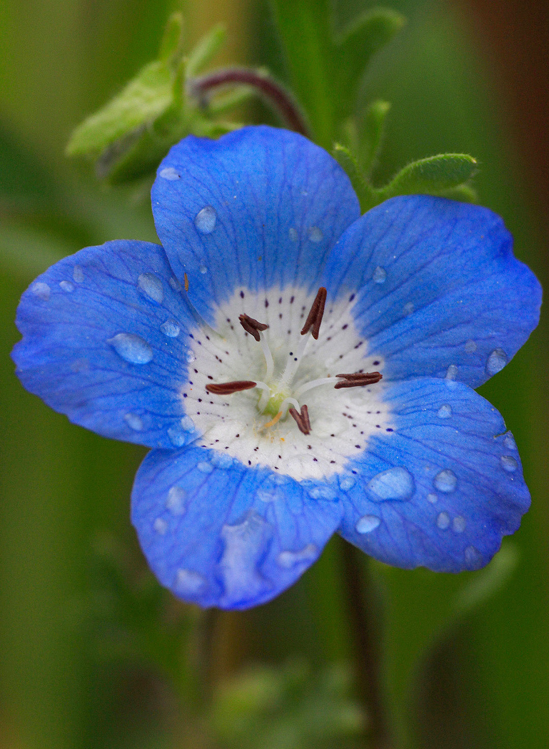 Nemophila menziesii - Baby Blue Eyes (Plant)