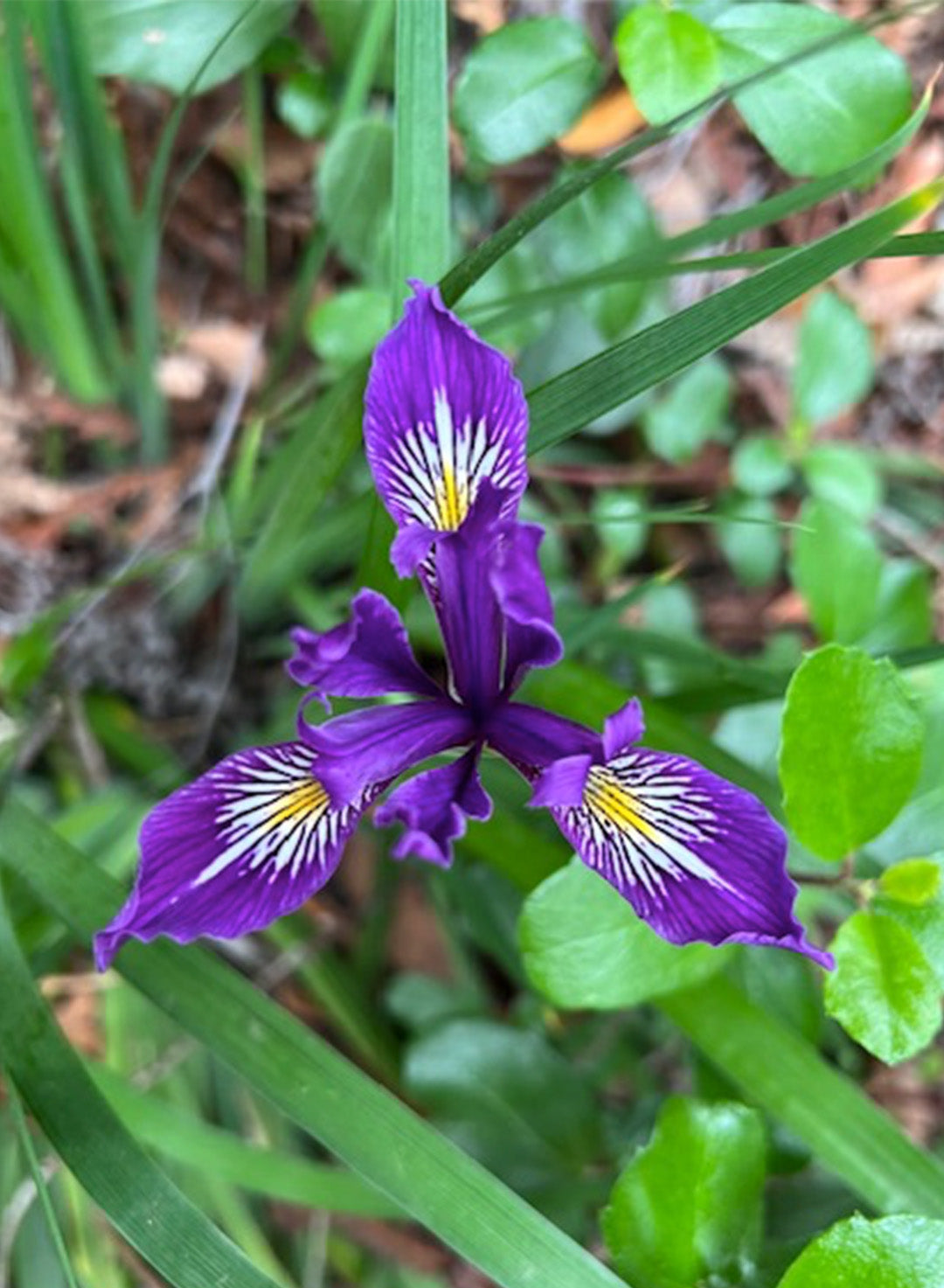 Iris Pacific Coast Hybrids Mixed - Mixed Pacific Coast Hybrid Iris (Plant)