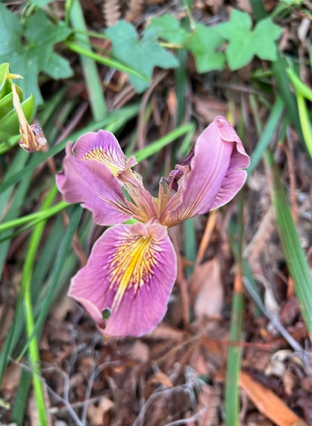 Iris Pacific Coast Hybrids Mixed - Mixed Pacific Coast Hybrid Iris (Plant)