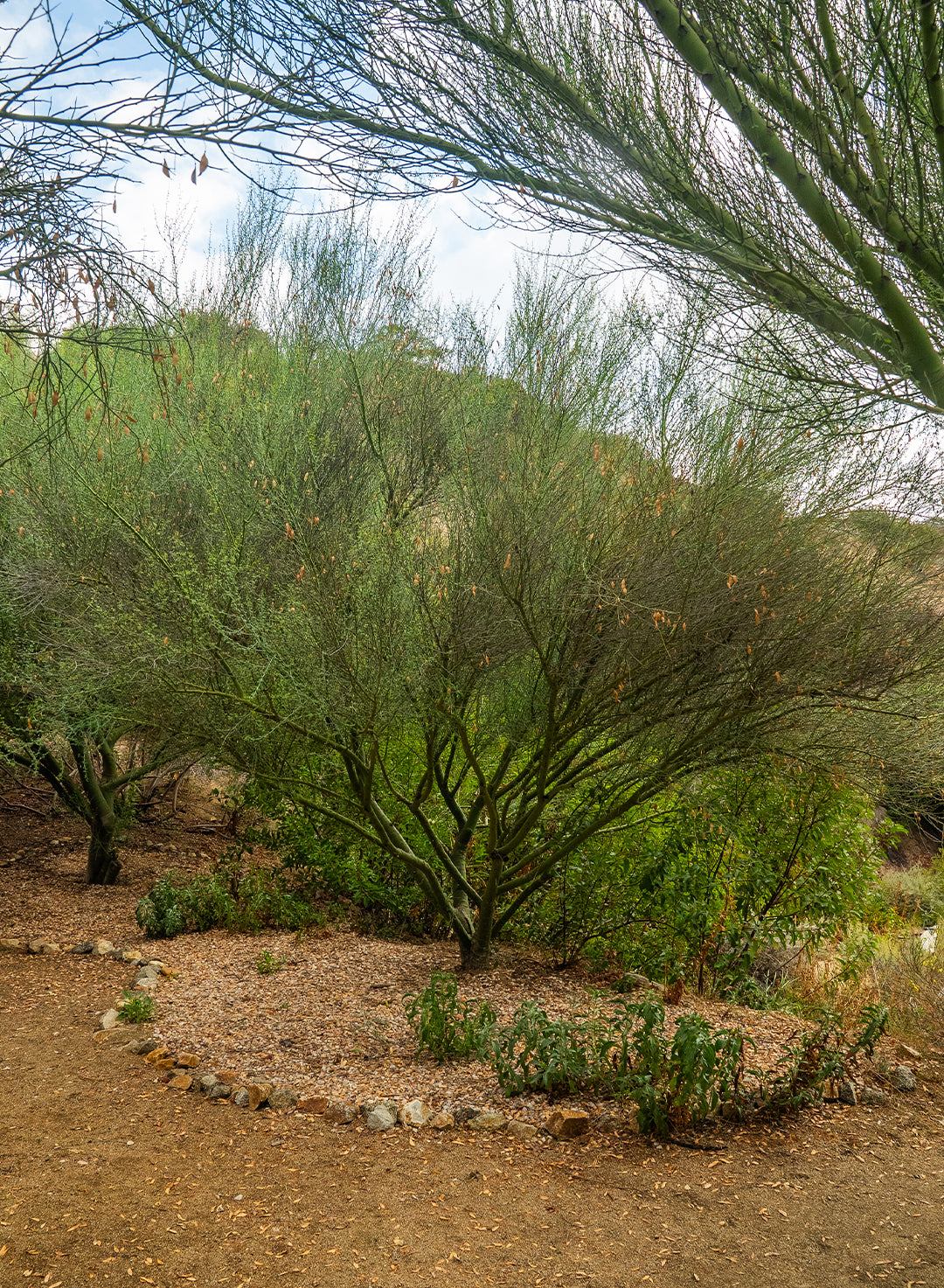 Parkinsonia florida - Blue Palo Verde (Seed)