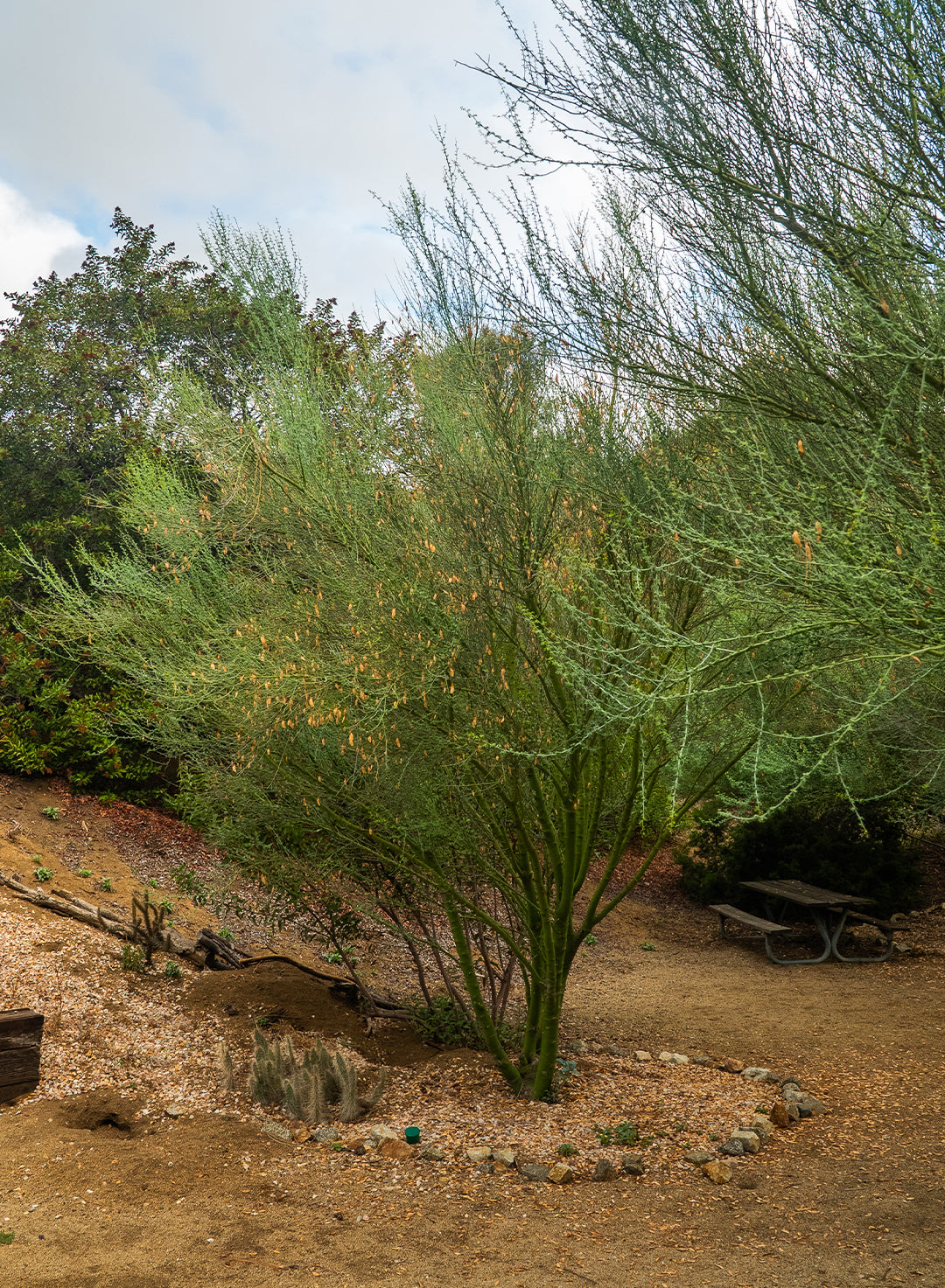 Parkinsonia florida - Blue Palo Verde (Seed)