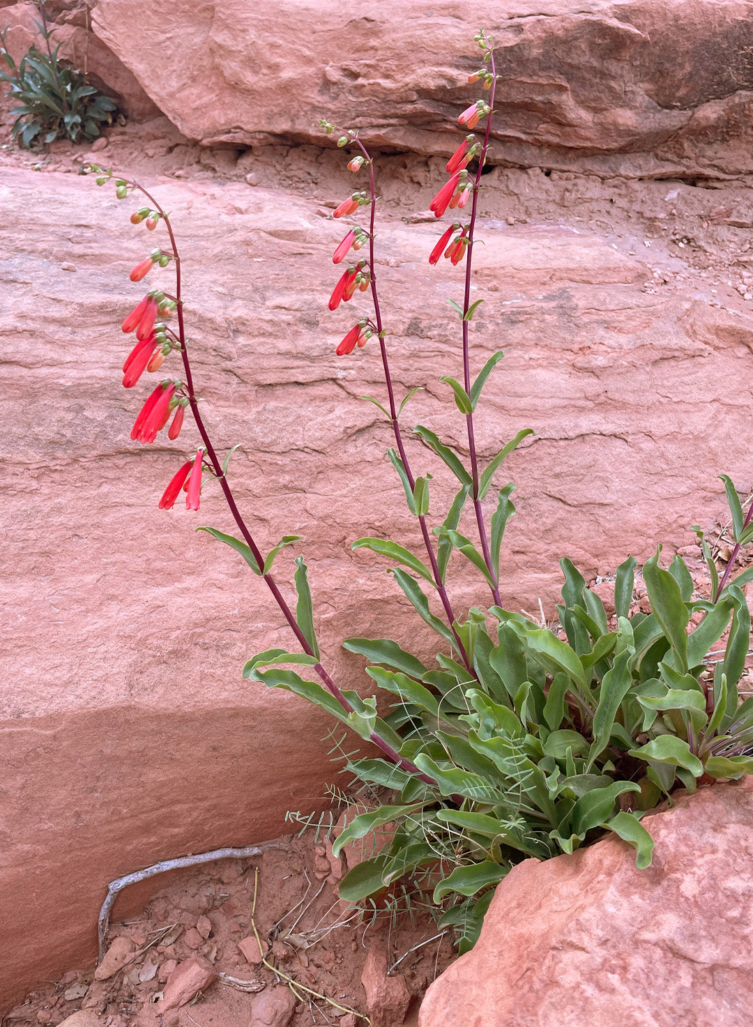 Penstemon eatonii - Firecracker Penstemon (Plant)