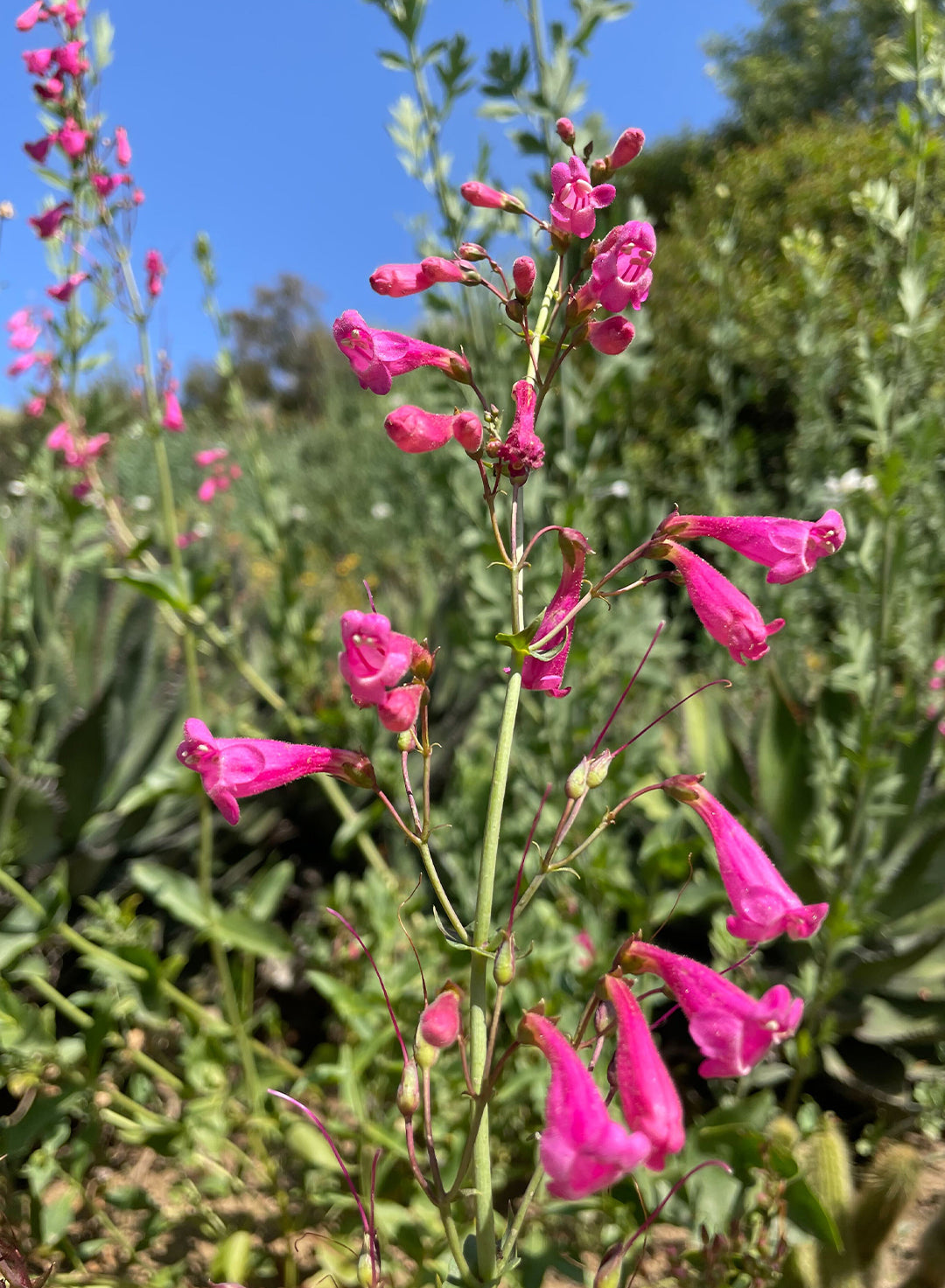 Penstemon pseudospectabilis - Mojave Beardtongue (Plant)