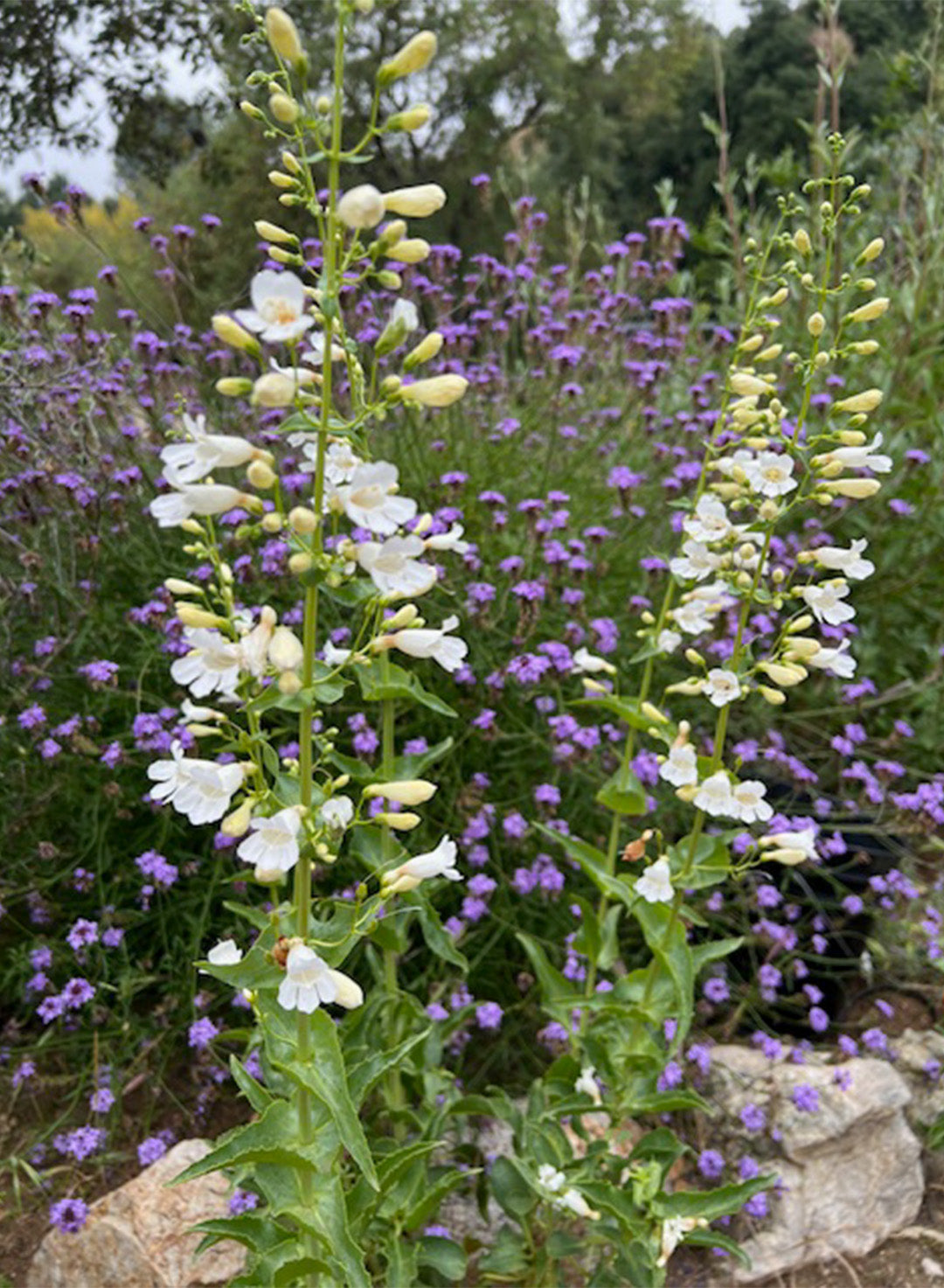 Penstemon heterophyllus 'GMR White' (plant)