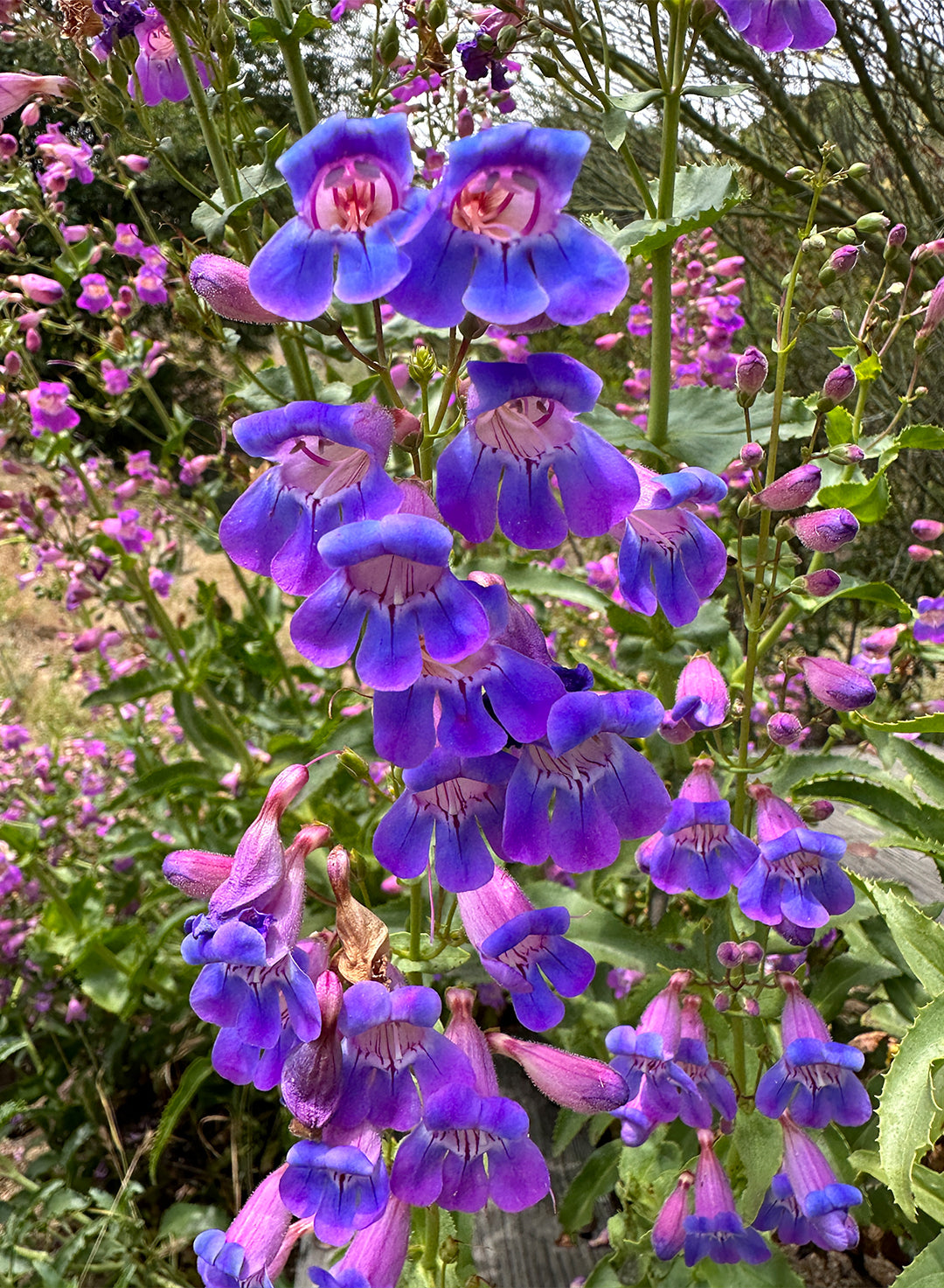 Penstemon spectabilis - Showy Penstemon (Plant)