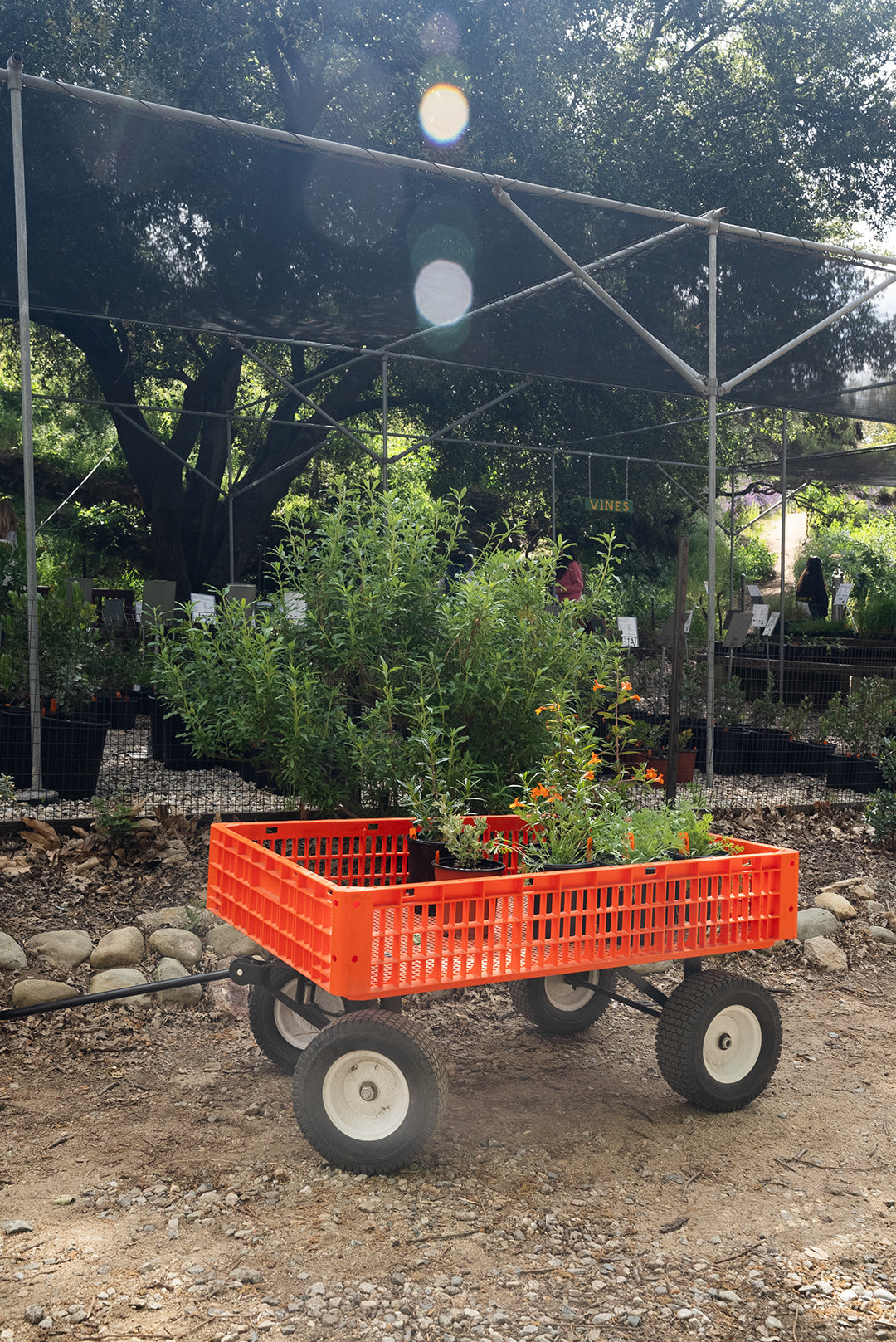 Garden Guru Hand Cultivator Hoe Tiller – Theodore Payne Foundation
