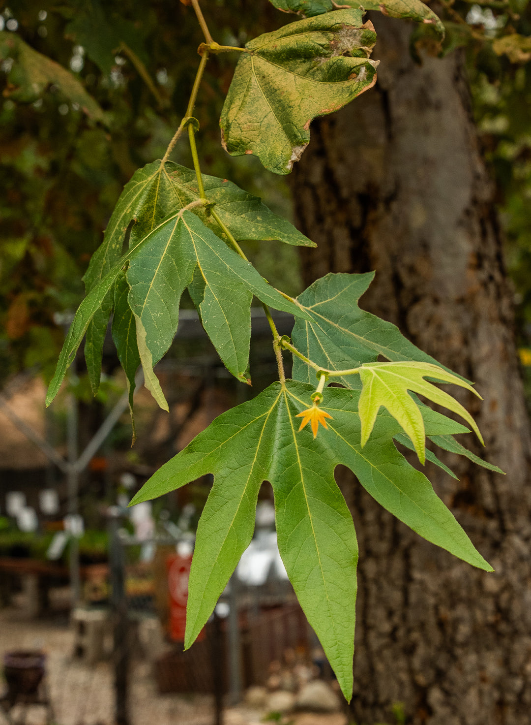Platanus racemosa - Western Sycamore (Plant)