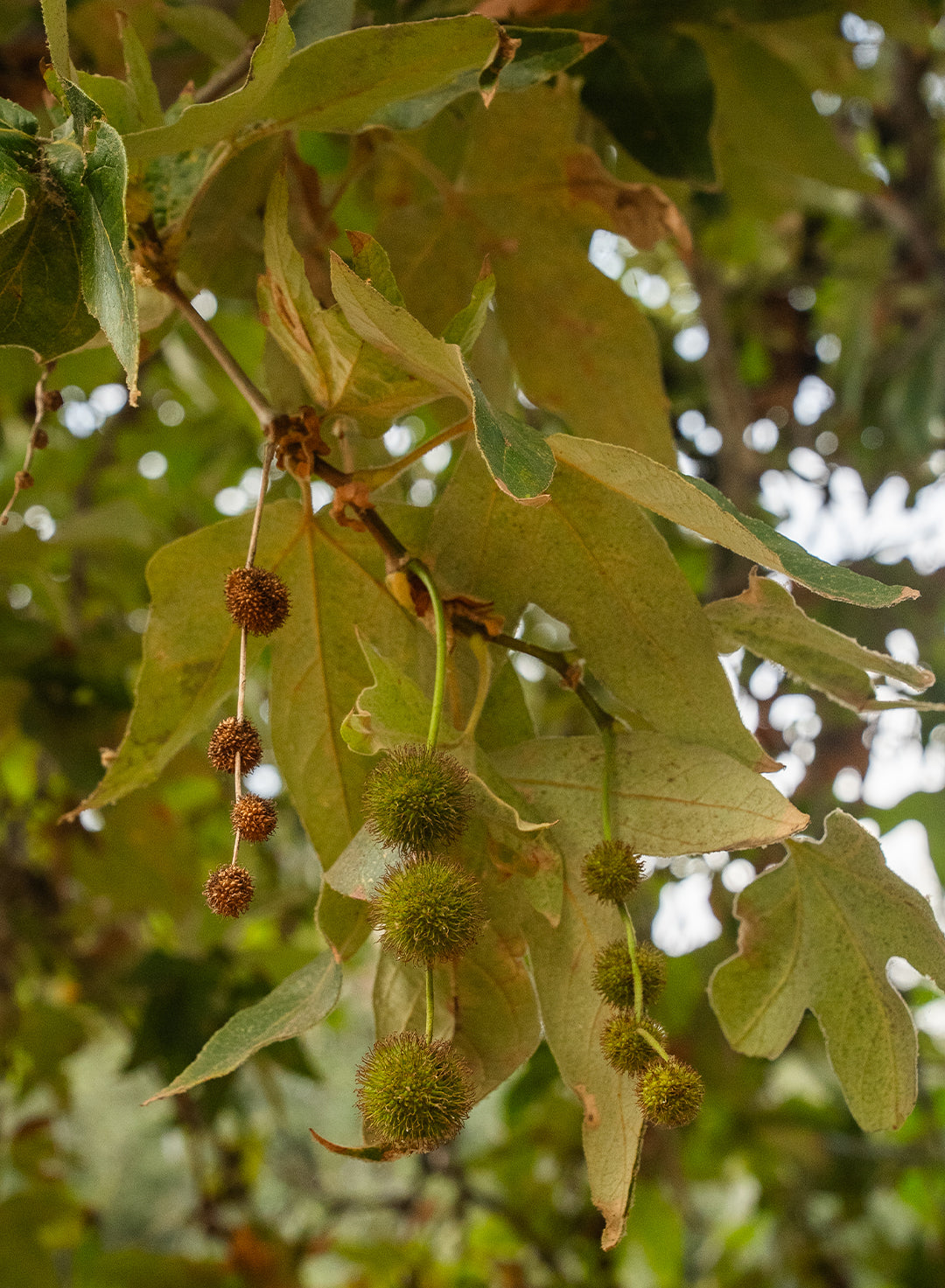 Platanus racemosa - Western Sycamore (Plant)