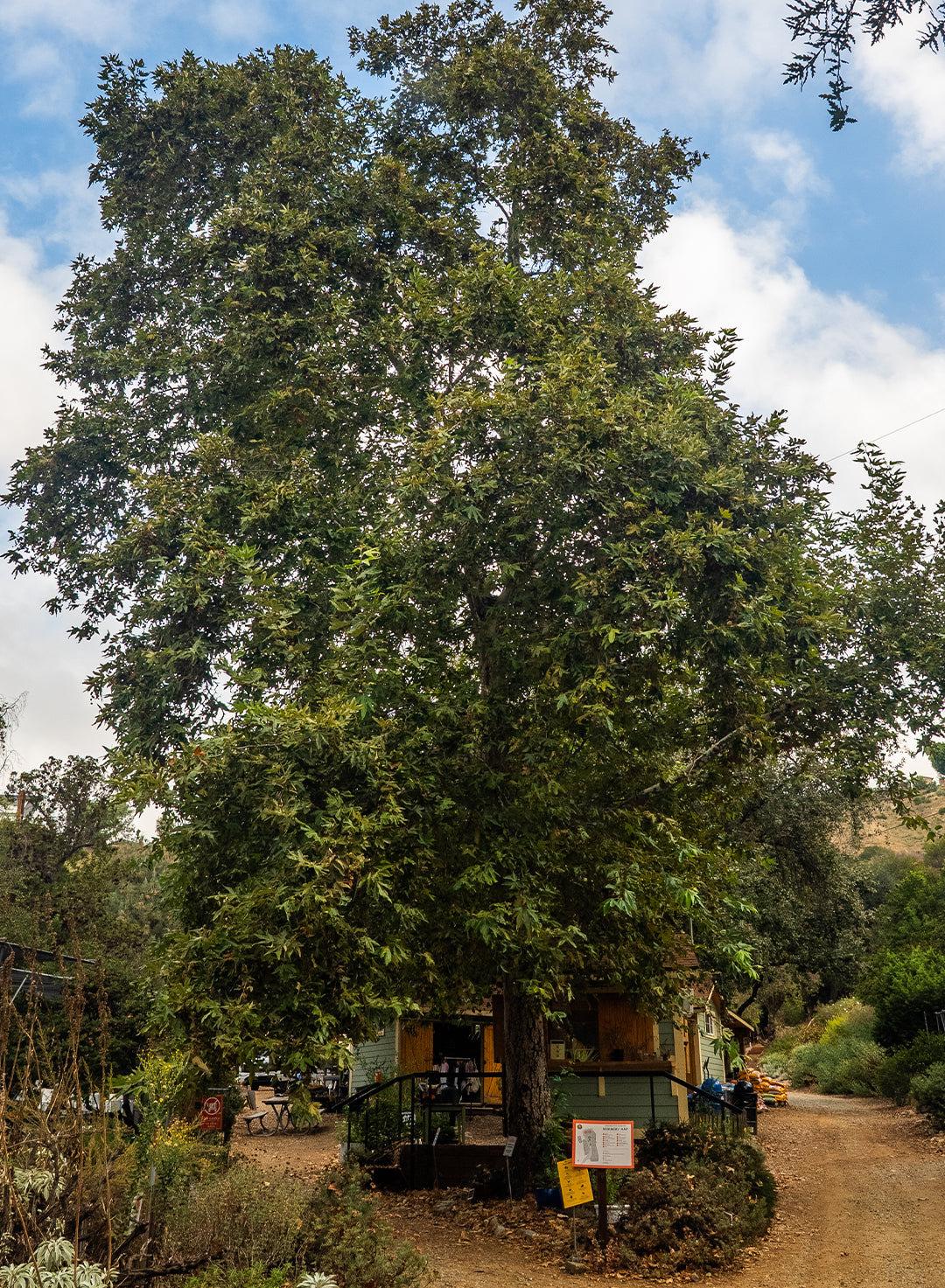 Platanus racemosa - Western Sycamore (Plant)