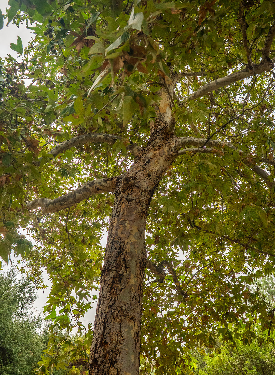 Platanus racemosa - Western Sycamore (Plant)