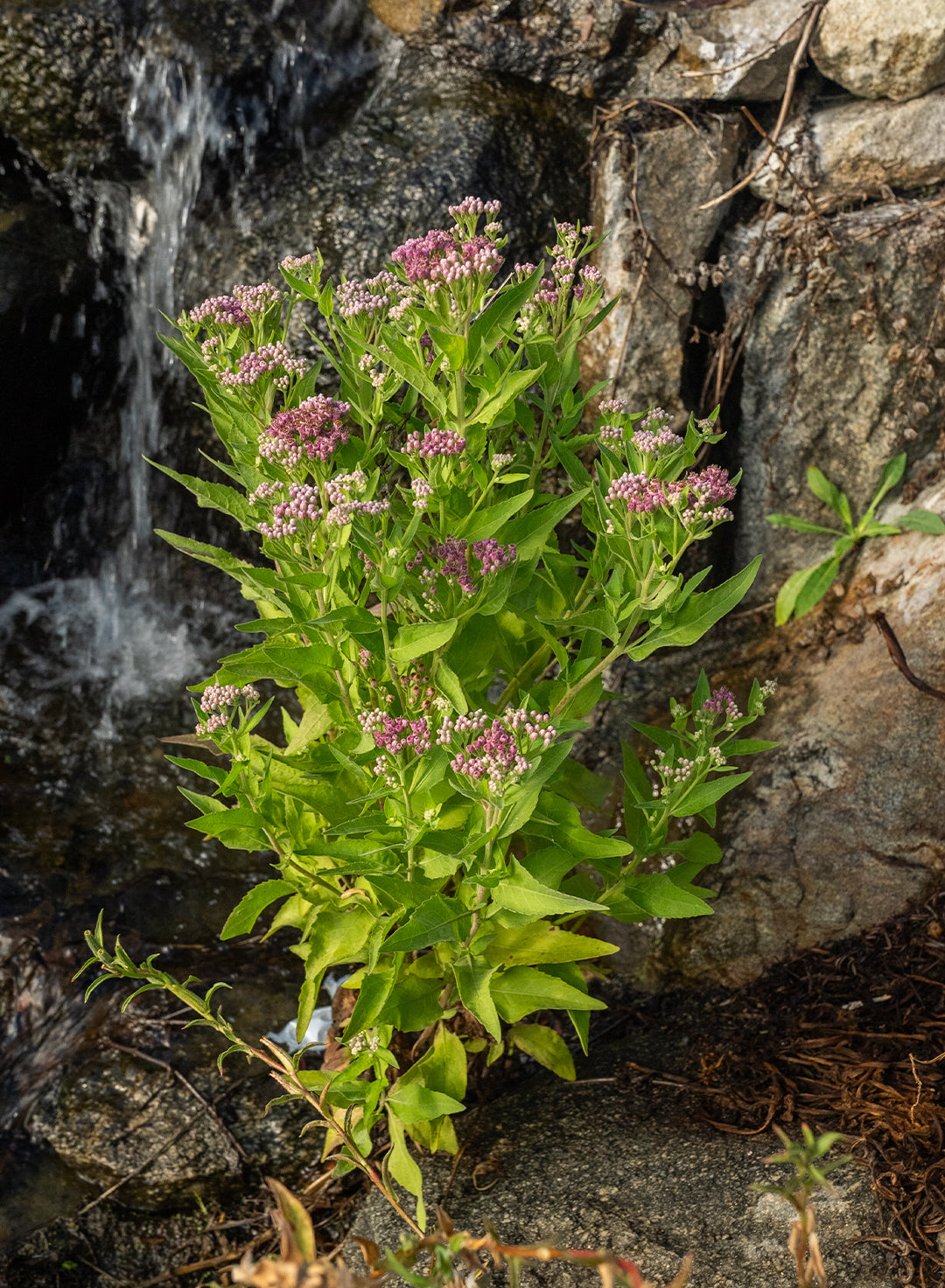 Pluchea odorata var. odorata - Saltmarsh Fleabane, Sweetscent (Plant)