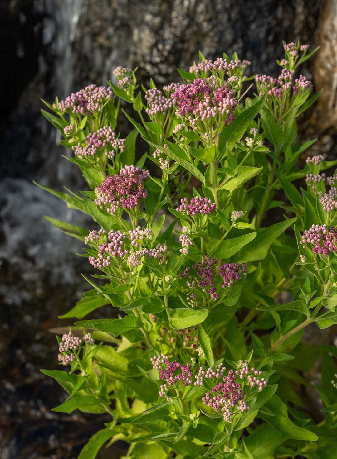 Pluchea odorata var. odorata - Saltmarsh Fleabane, Sweetscent (Plant)