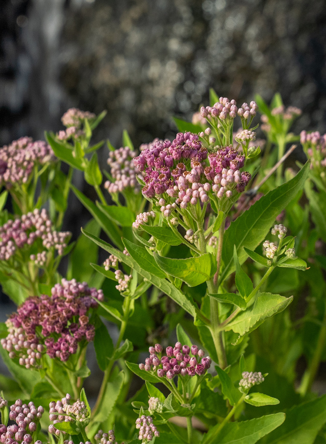 Pluchea odorata var. odorata - Saltmarsh Fleabane, Sweetscent (Plant)