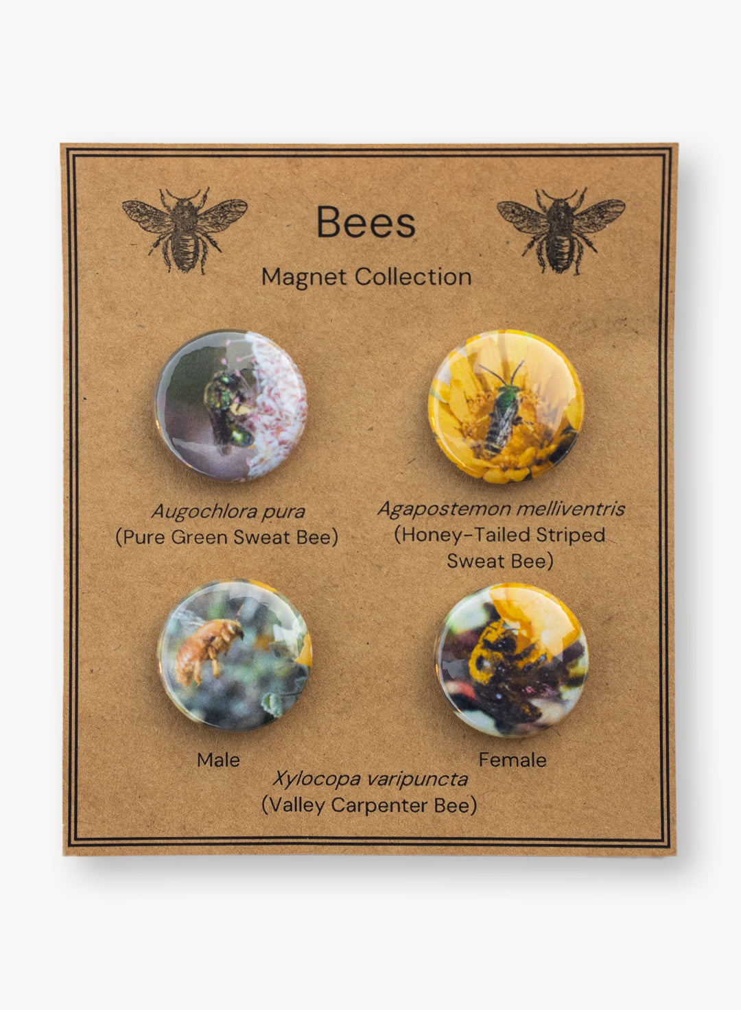 Bee Magnets - Set of 4