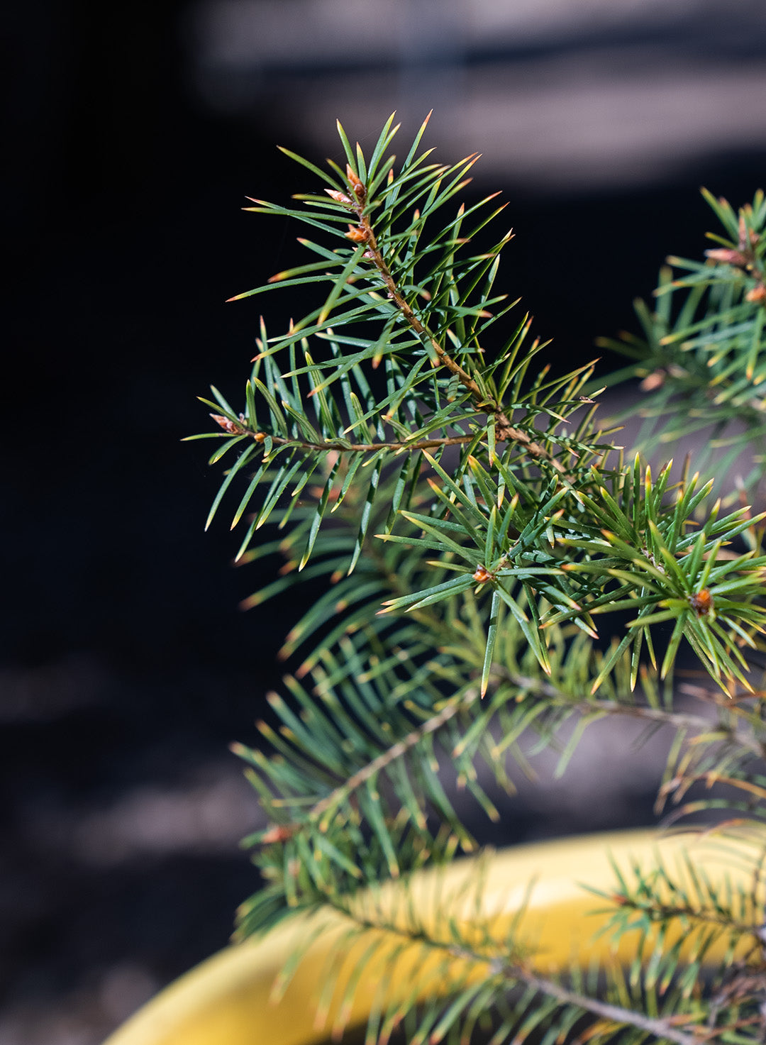 Pseudotsuga macrocarpa - Big-Cone Spruce (Plant)