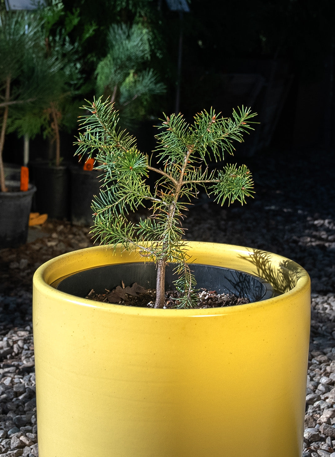 Pseudotsuga macrocarpa - Big-Cone Spruce (Plant)