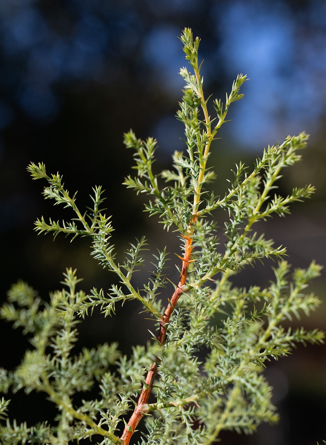 Hesperocyparis forbesii - Tecate Cypress (Plant)