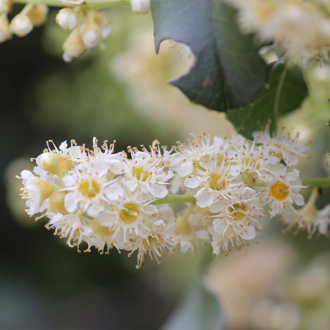 Prunus_ilicifolia-4.jpg