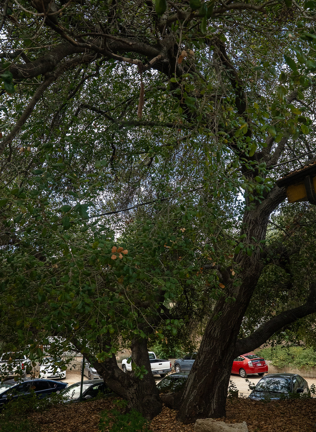 Quercus agrifolia var. agrifolia - Coast Live Oak or Encina (Plant)