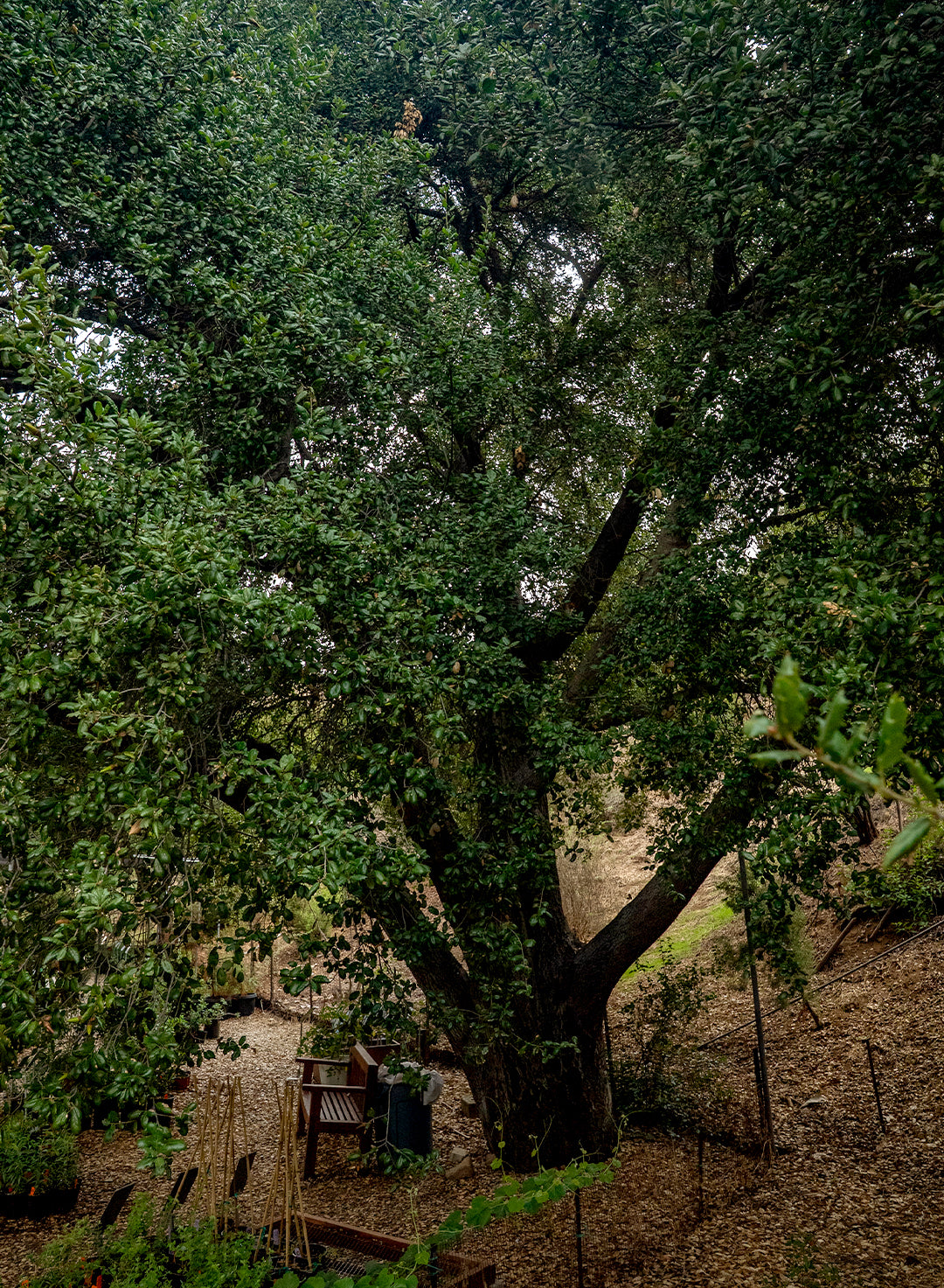Quercus agrifolia var. agrifolia - Coast Live Oak or Encina (Plant)