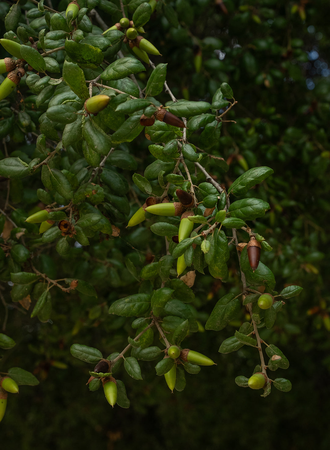 Quercus agrifolia var. agrifolia - Coast Live Oak or Encina (Plant)