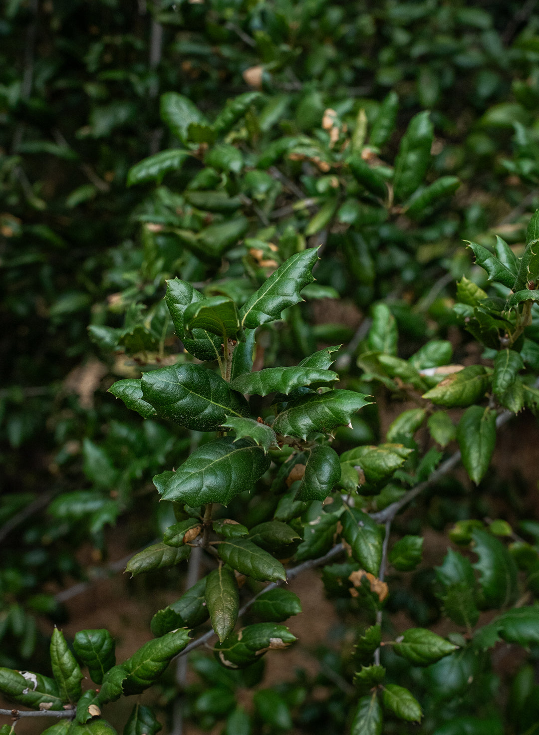 Quercus agrifolia var. agrifolia - Coast Live Oak or Encina (Plant)
