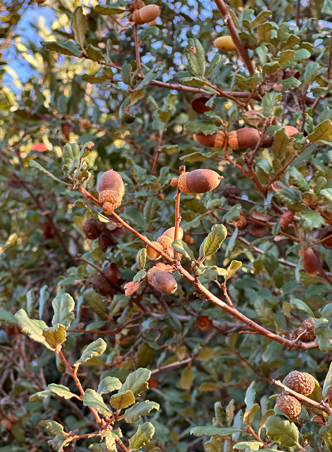 Quercus berberidifolia - California Scrub Oak (Plant)