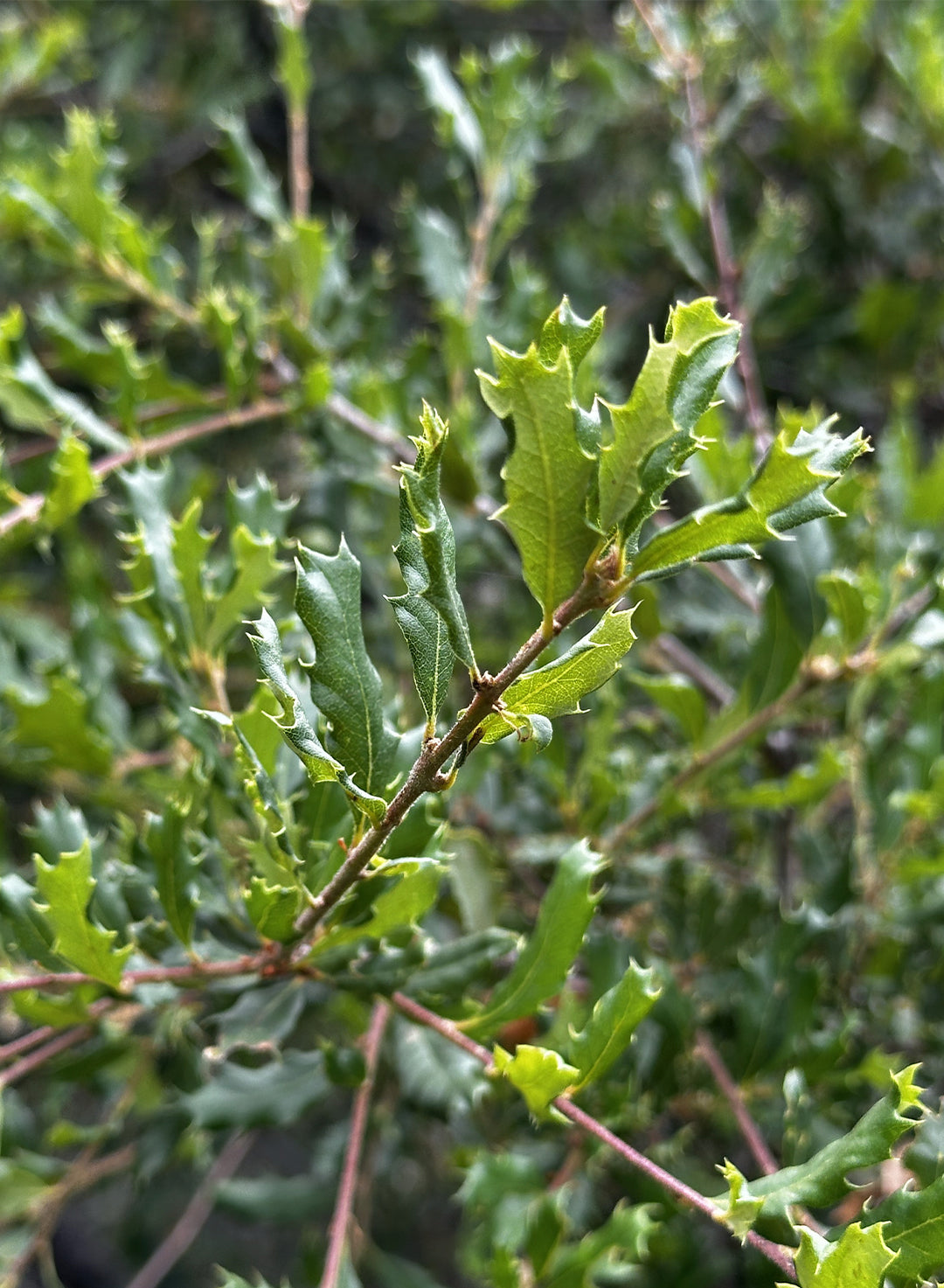 Quercus berberidifolia - California Scrub Oak (Plant)