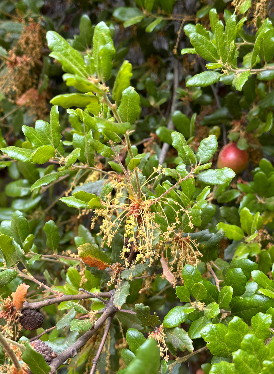 Quercus berberidifolia - California Scrub Oak (Plant)