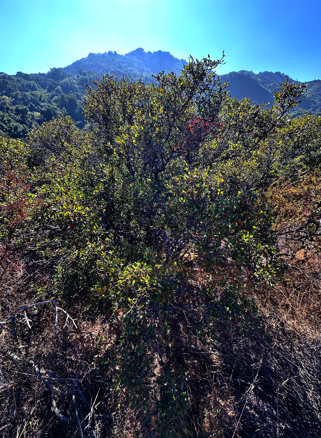 Quercus berberidifolia - California Scrub Oak (Plant)