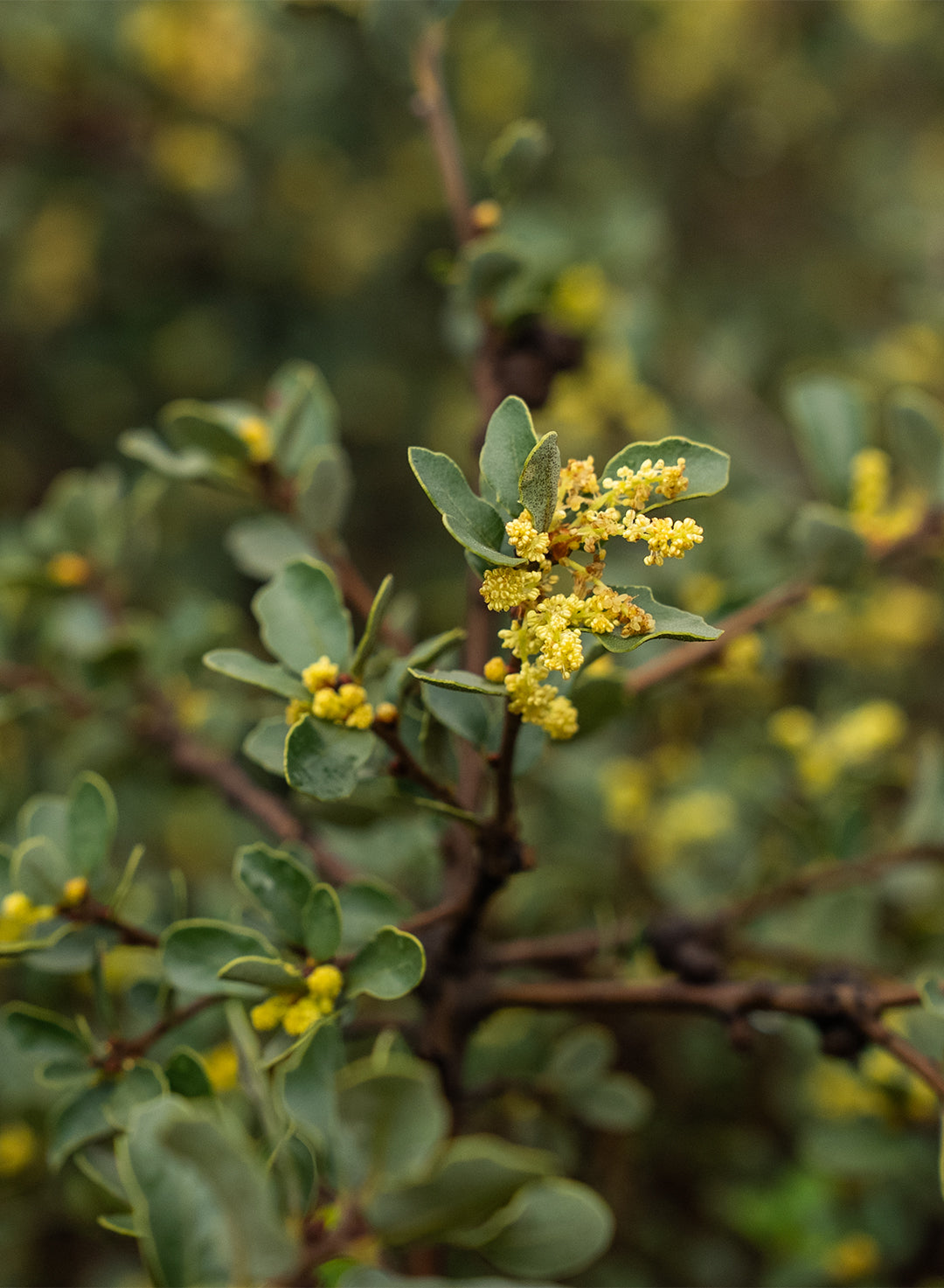 Quercus berberidifolia - California Scrub Oak (Plant)