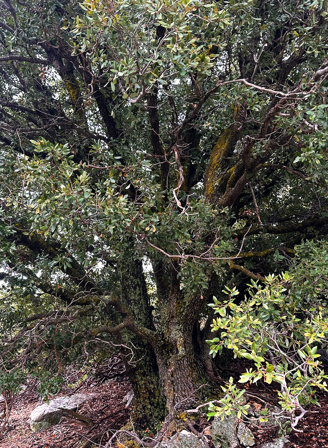Quercus chrysolepis - Canyon Live or Maul Oak (Plant)