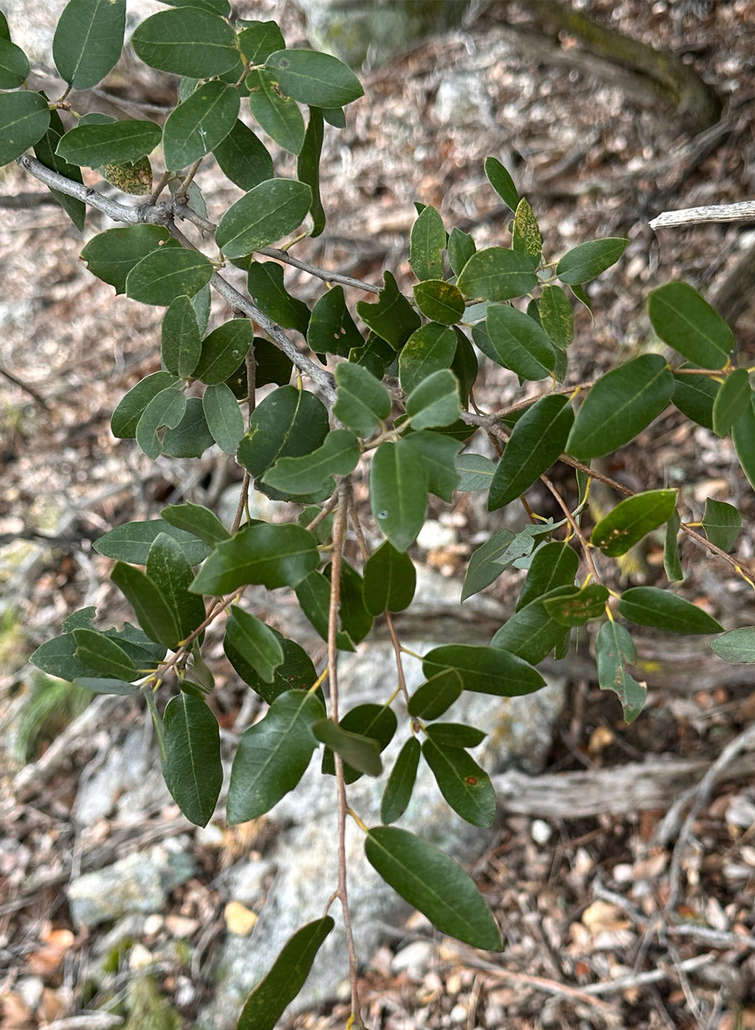 Quercus chrysolepis - Canyon Live or Maul Oak (Plant)