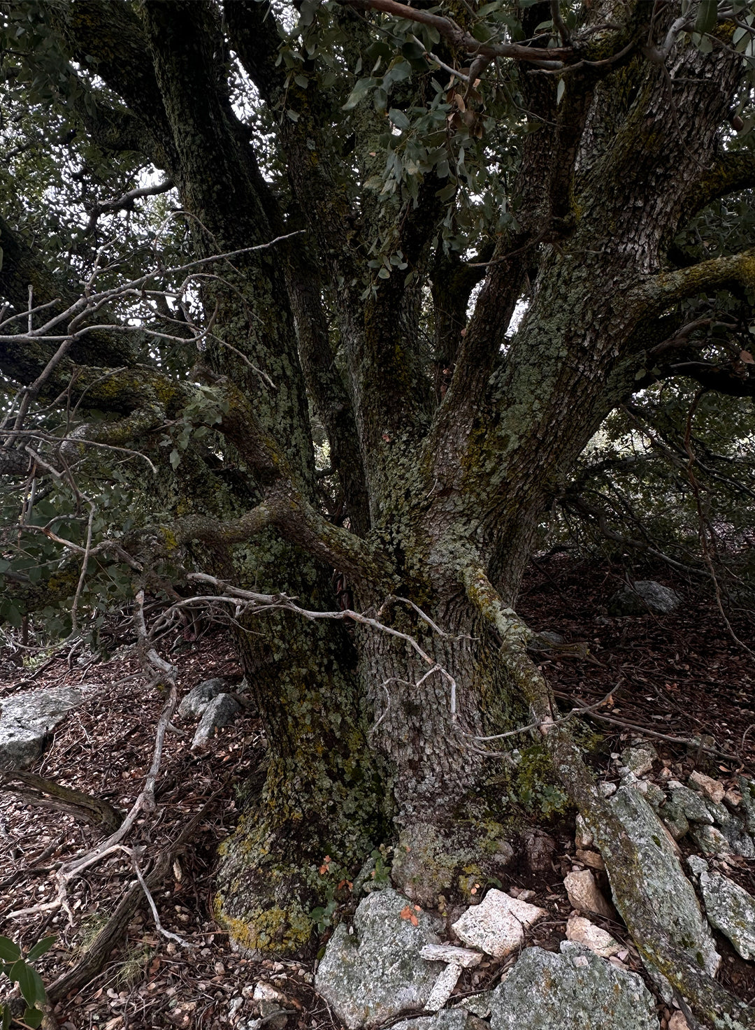 Quercus chrysolepis - Canyon Live or Maul Oak (Plant)