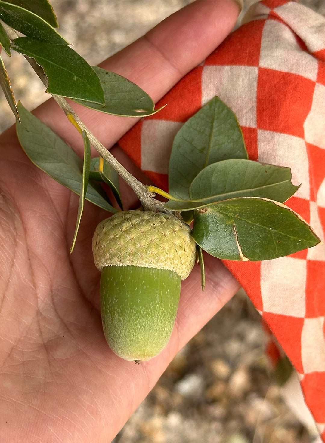 Quercus chrysolepis - Canyon Live or Maul Oak (Plant)