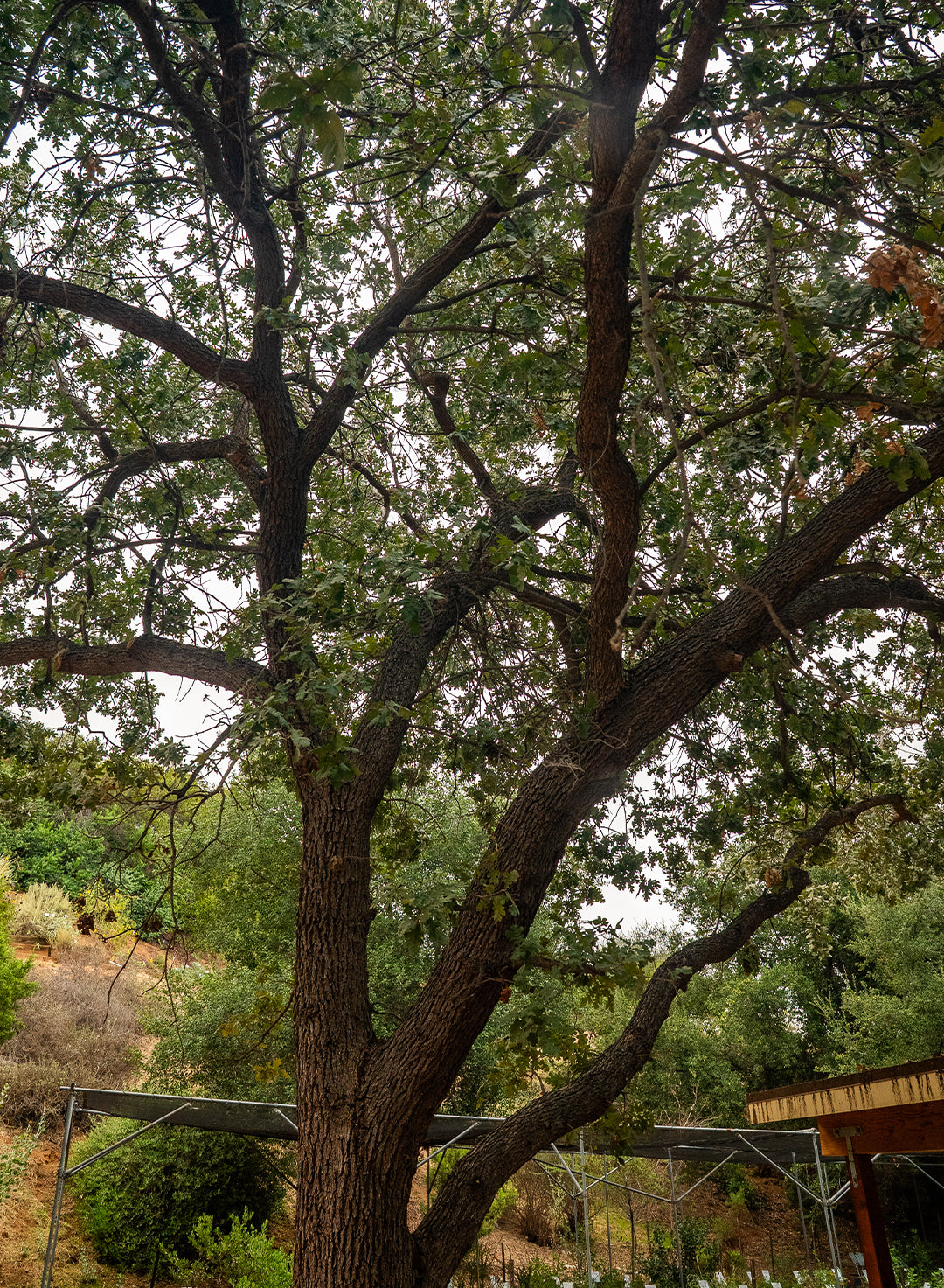 Quercus lobata - Valley Oak or Roble (Plant)