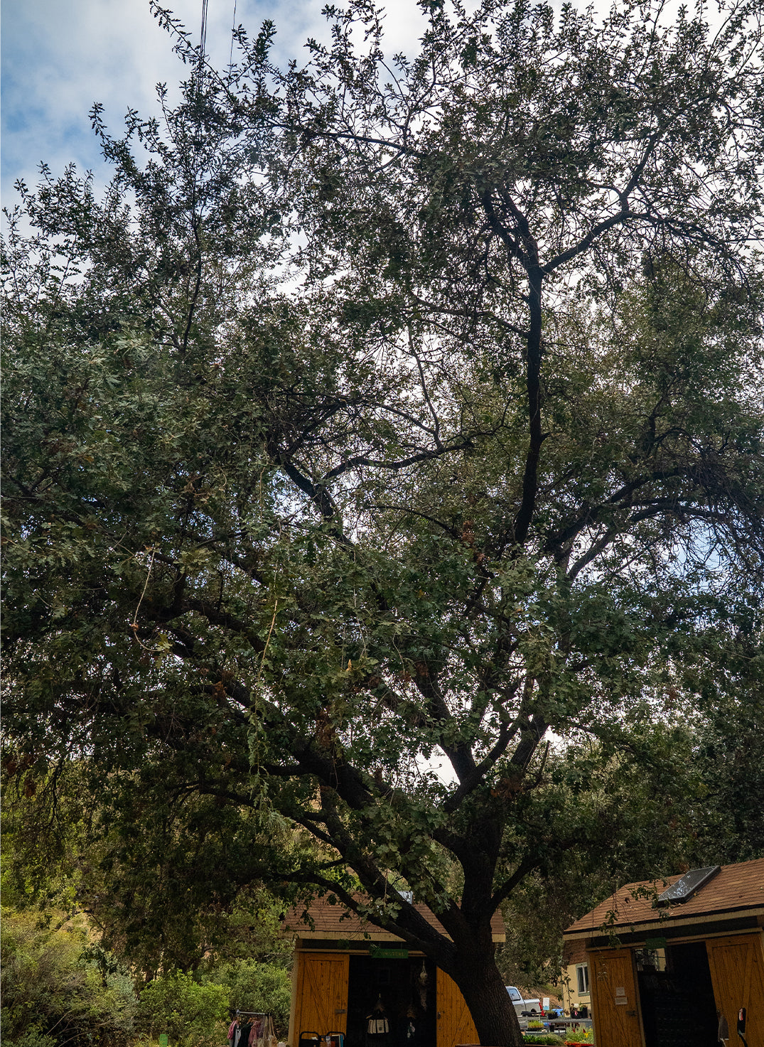 Quercus lobata - Valley Oak or Roble (Plant)