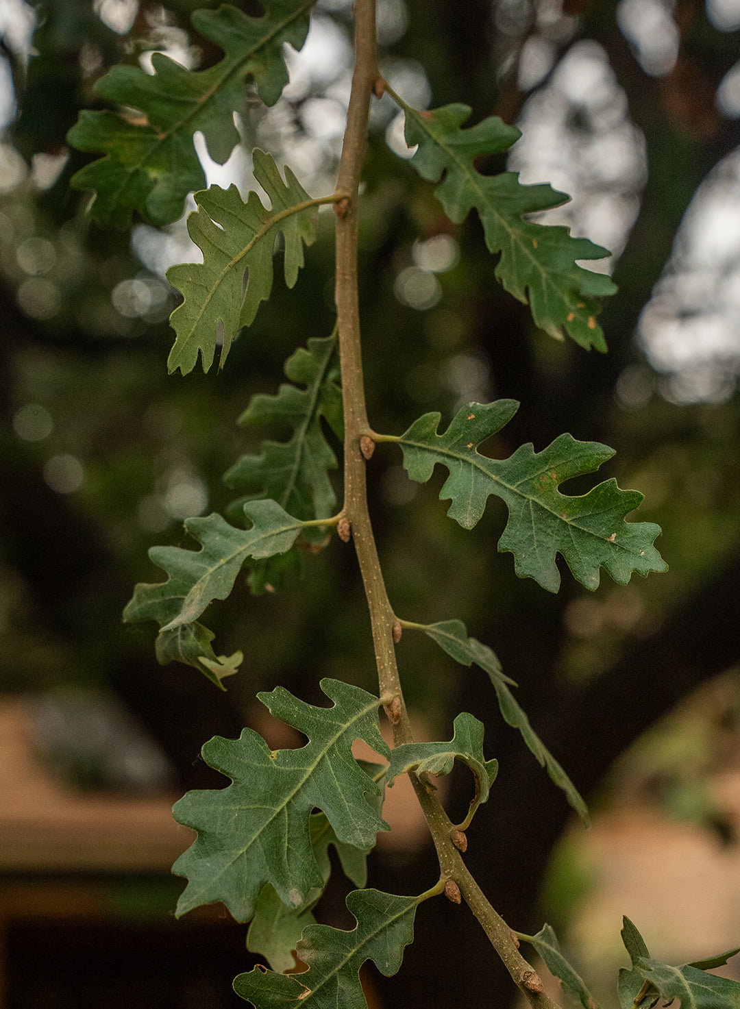 Quercus lobata - Valley Oak or Roble (Plant)