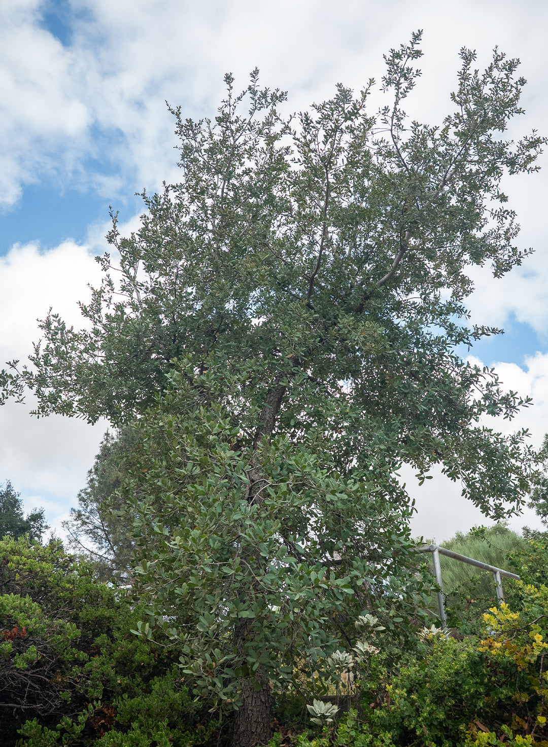 Quercus engelmannii - Engelmann Oak, Mesa Oak (Plant)