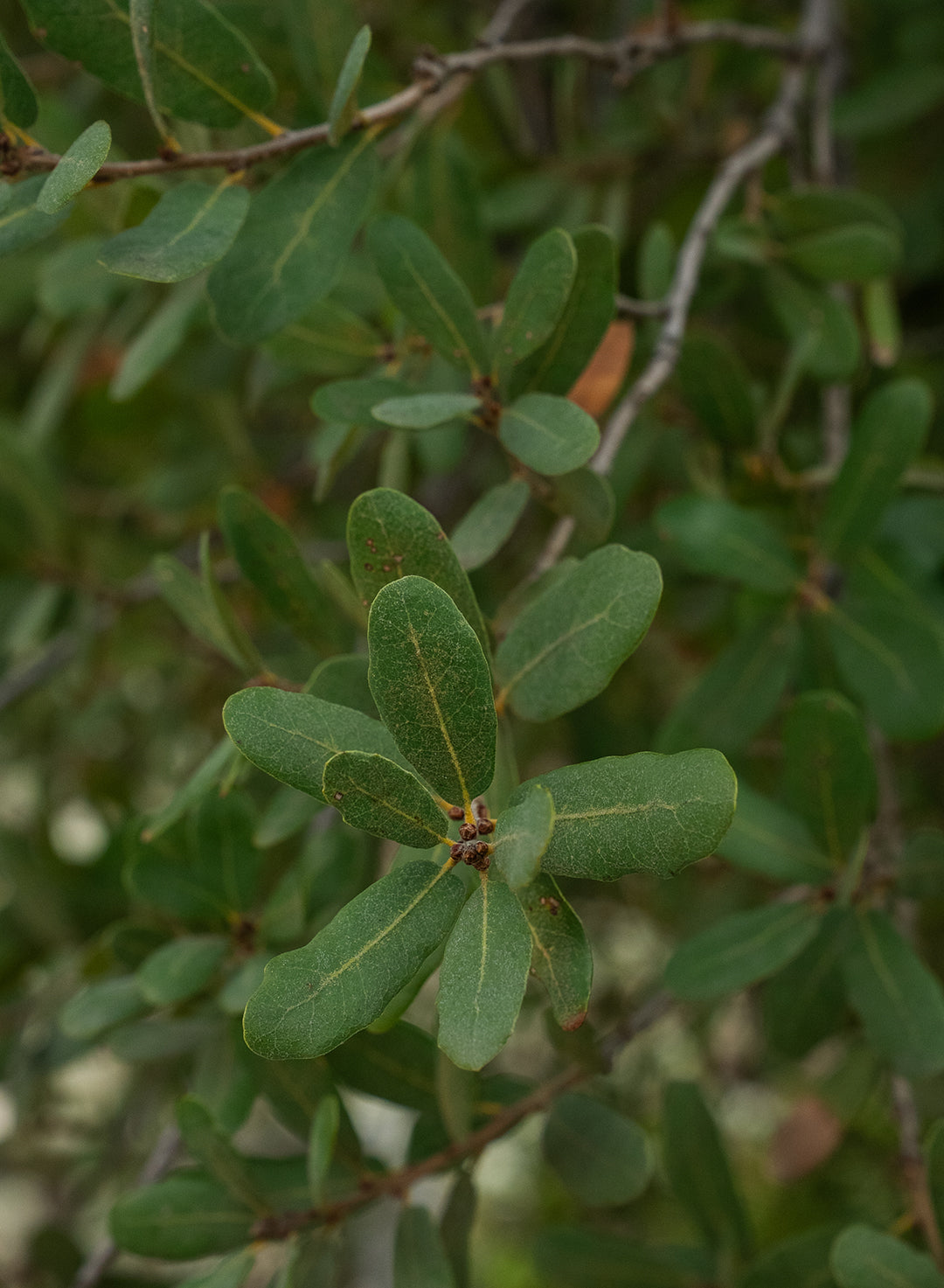 Quercus engelmannii - Engelmann Oak, Mesa Oak (Plant)